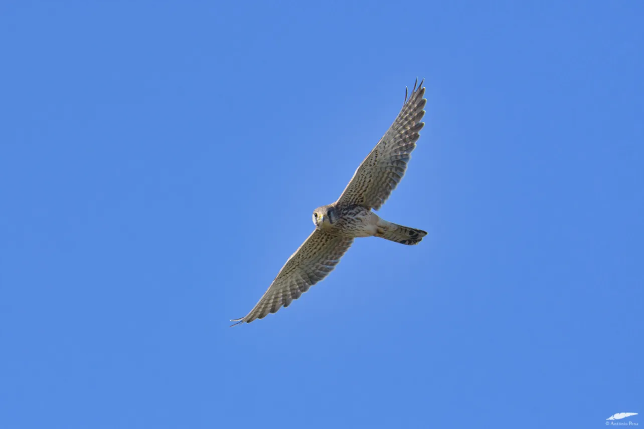 Falcons