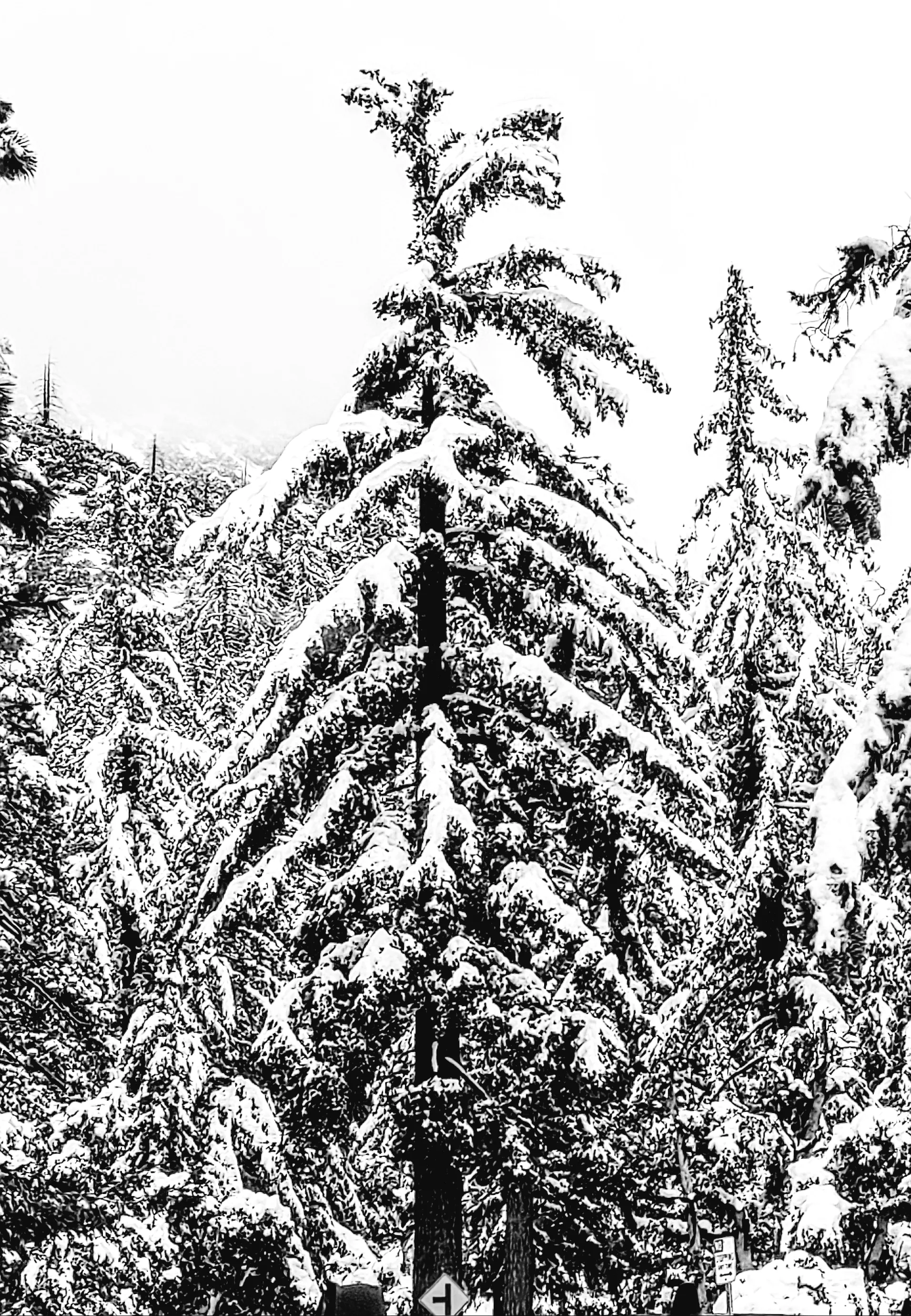 Snowy Winter Wonderland