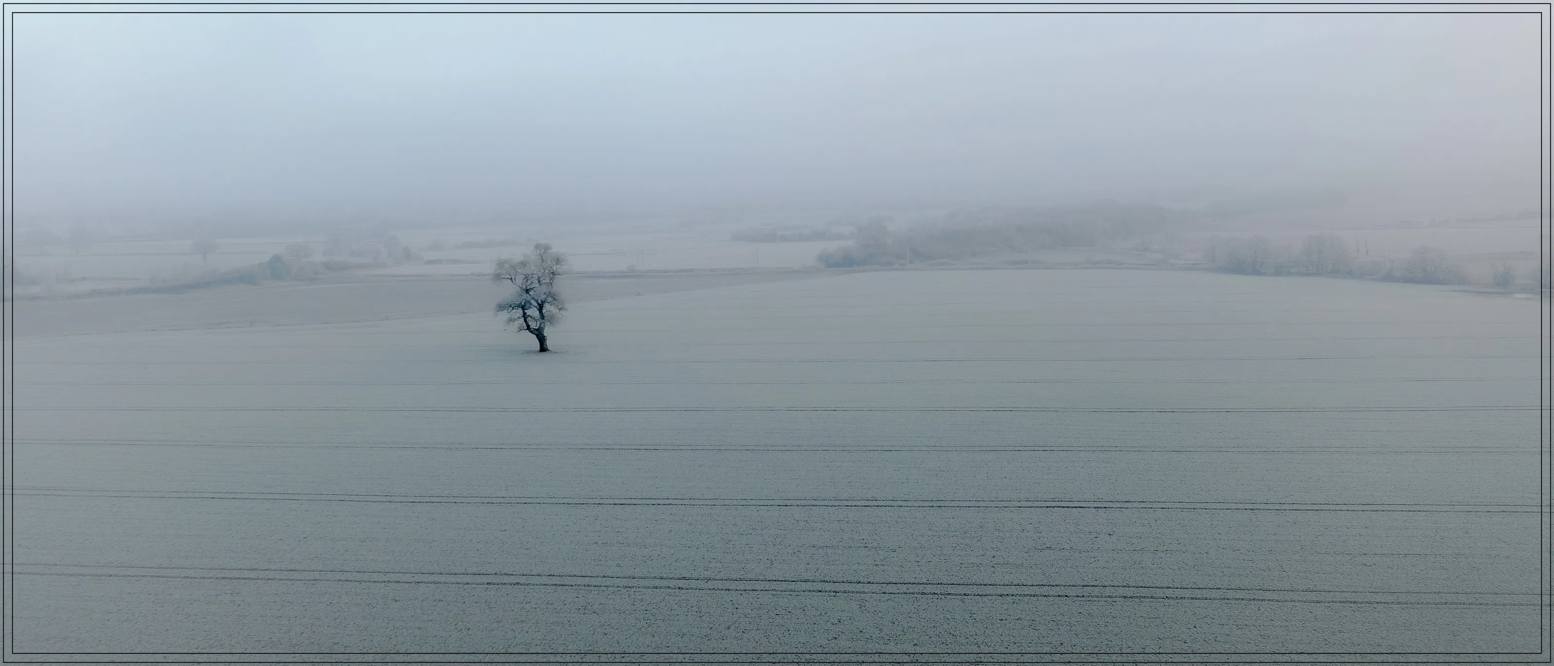 Lonely Tree