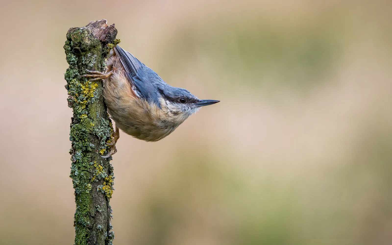 Wild Birds on a Stick or Branch