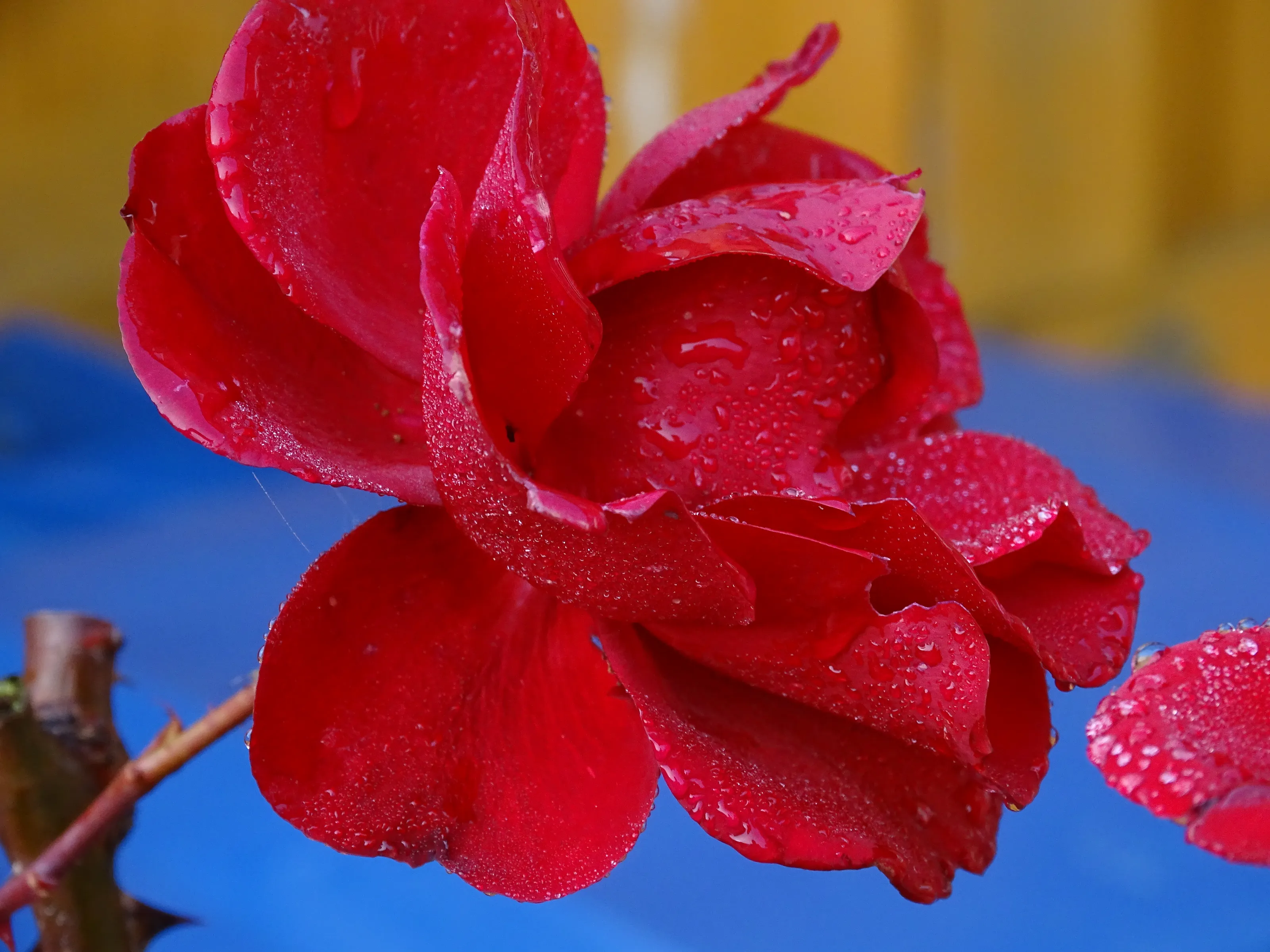 Flowers with Water Drops (in colour)