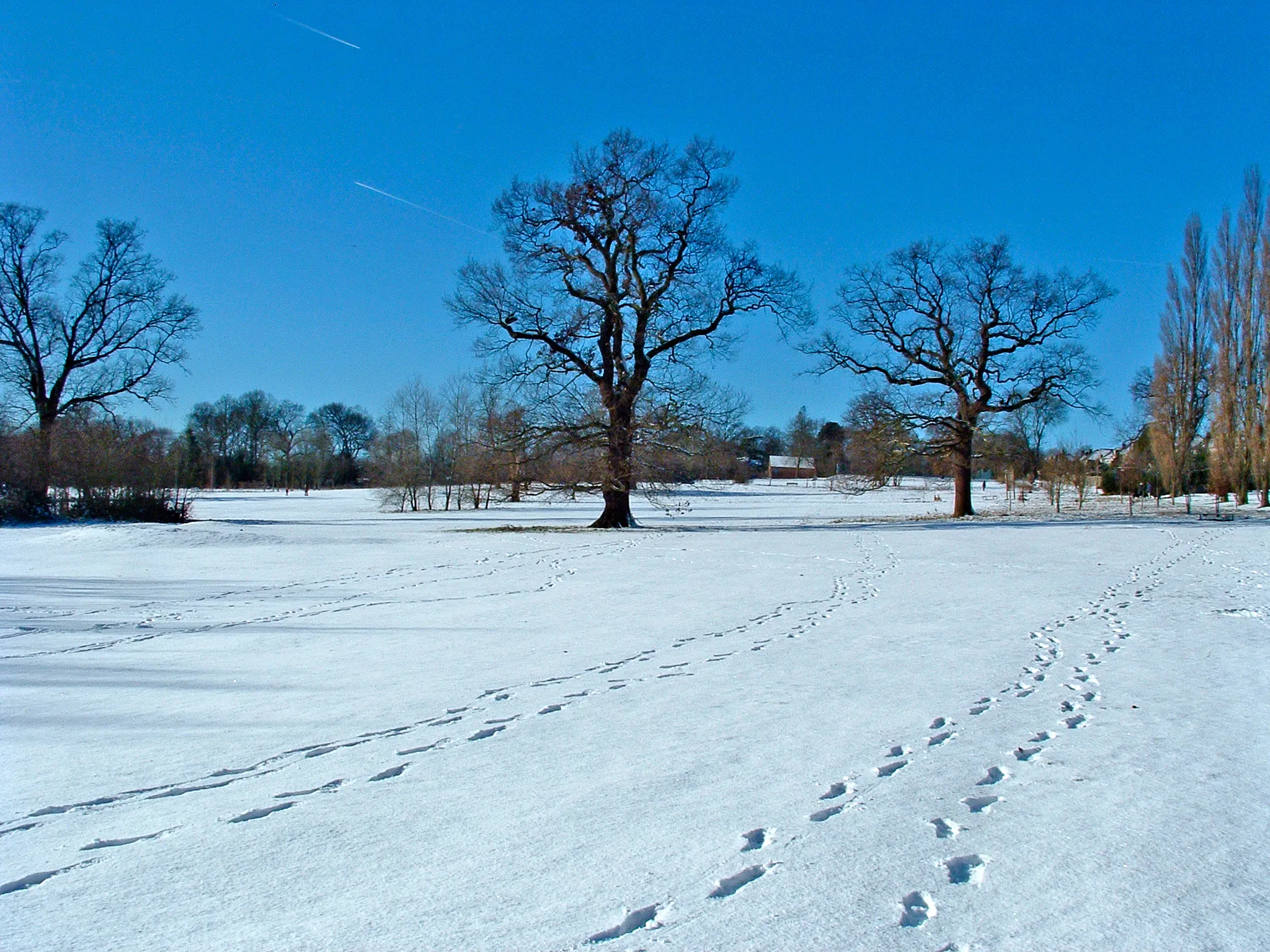 Trees in Winter