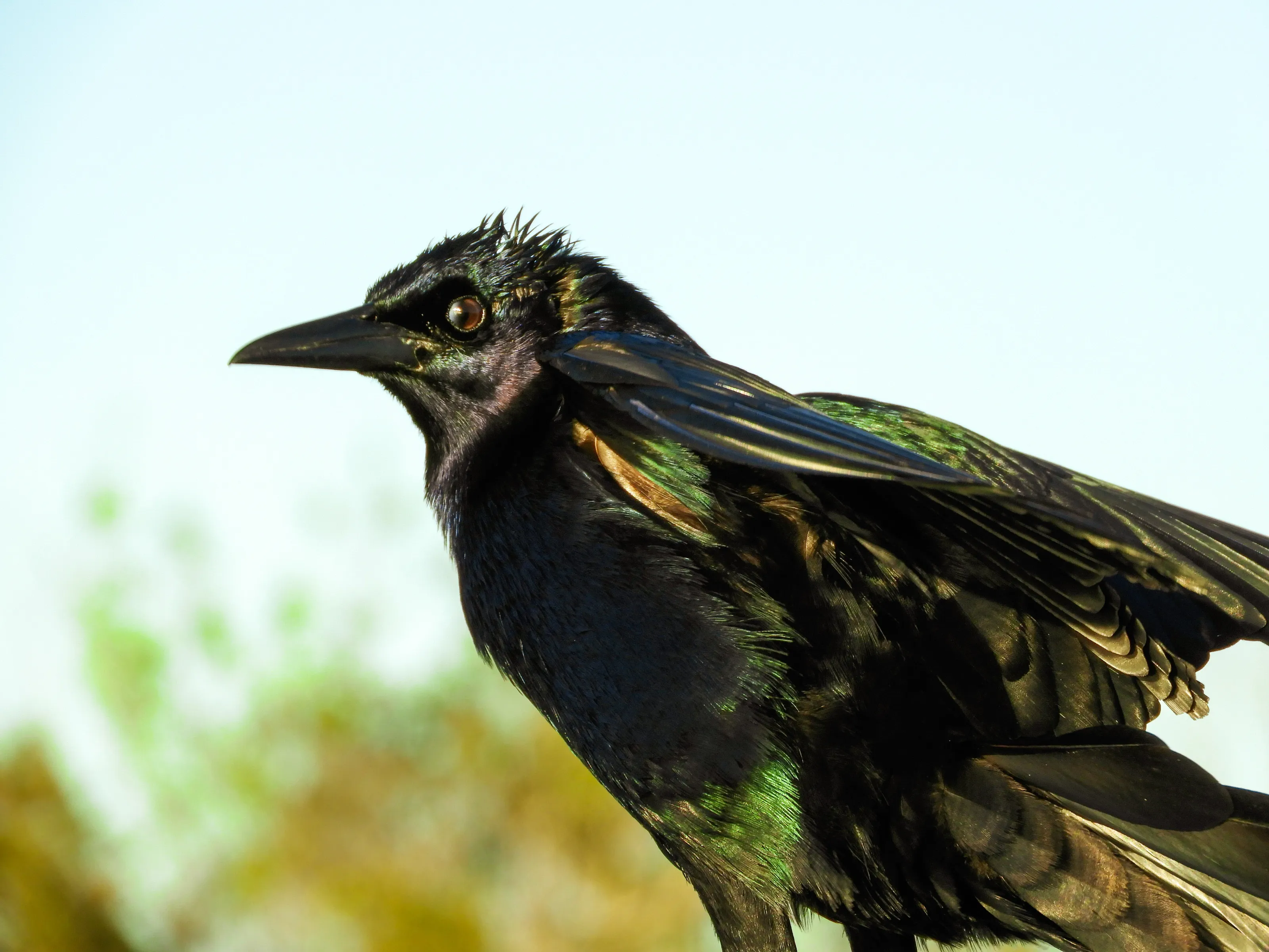 Birds Up Close