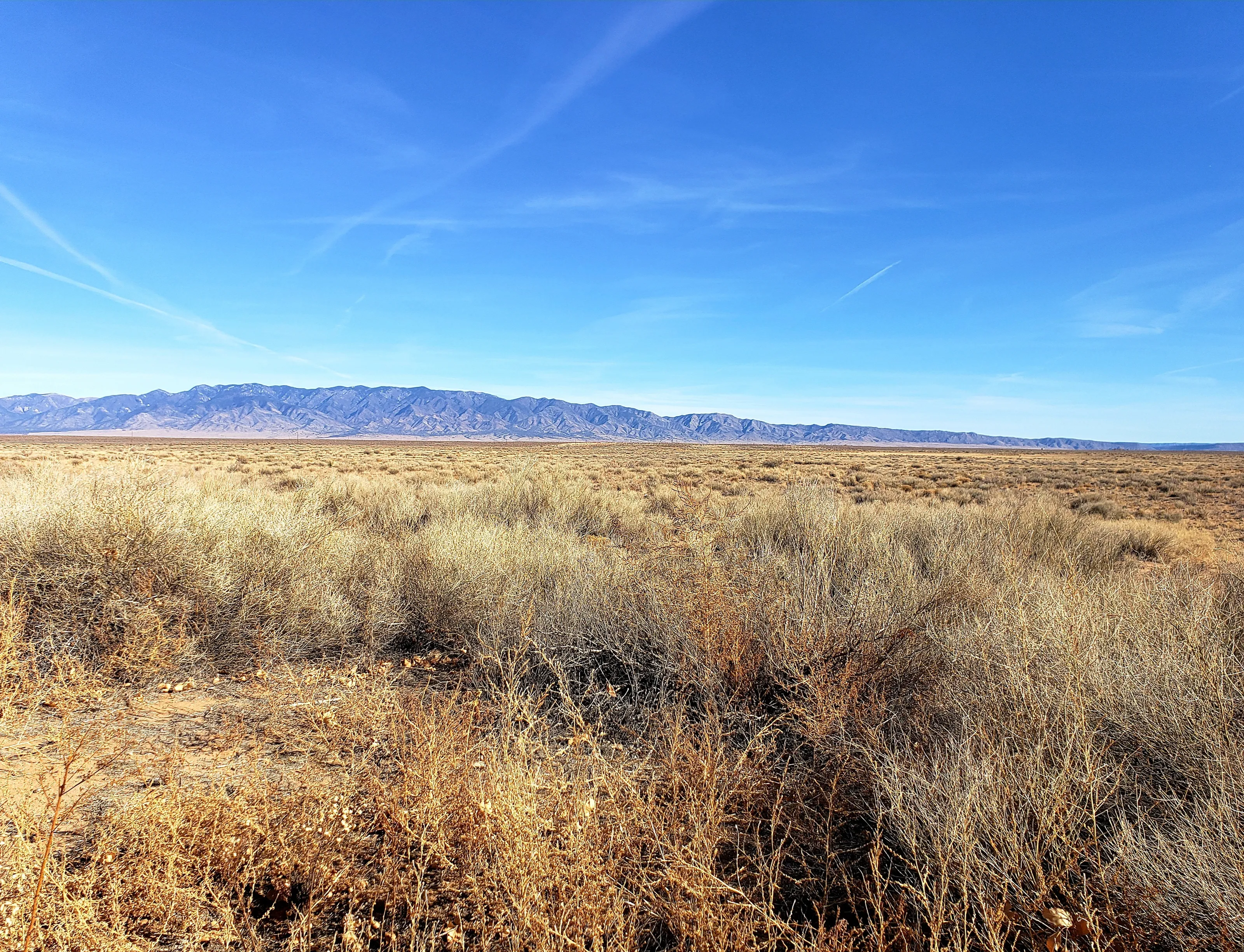 Desert Beauty