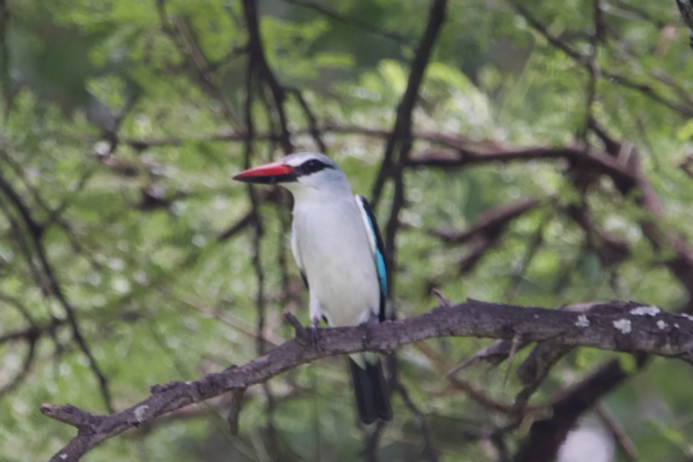 Kingfishers (in colour)