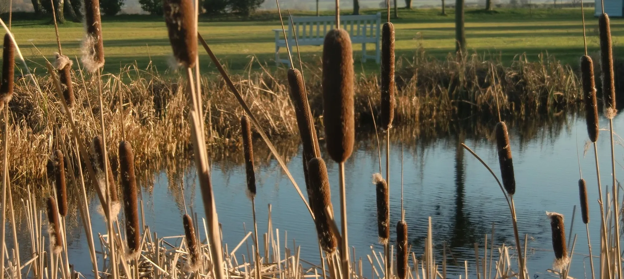 Ponds Throughout the Year