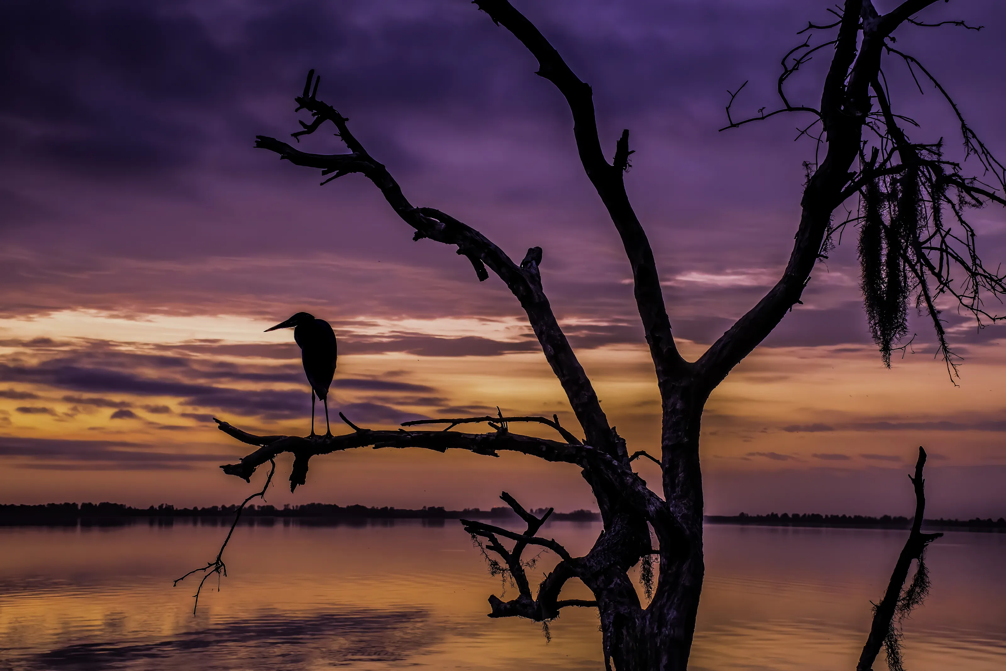 Silhouettes of Shorebirds