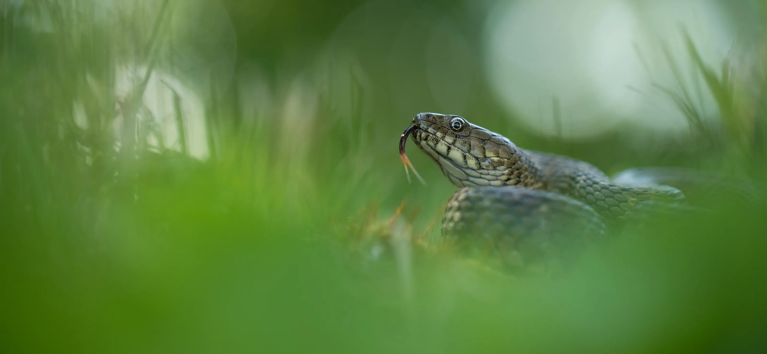 Natural World (Young APOY)