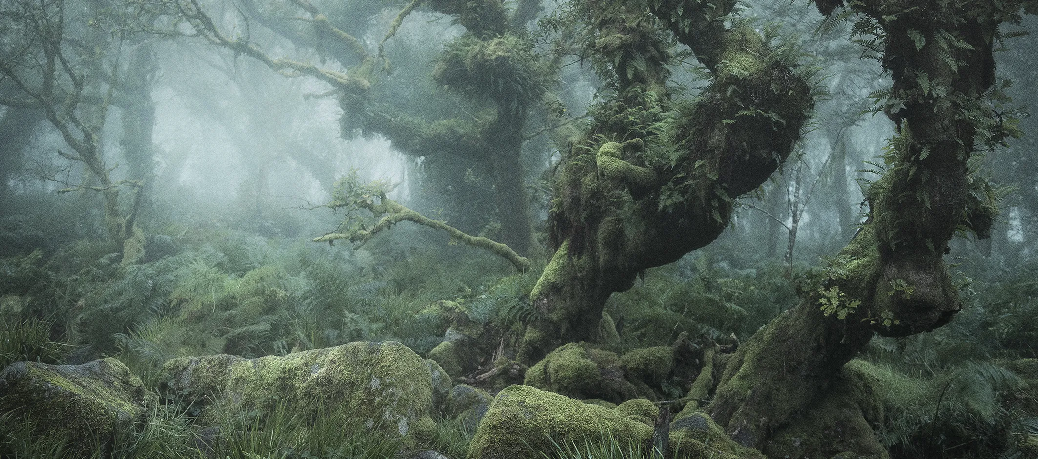 Landscapes (Young APOY)