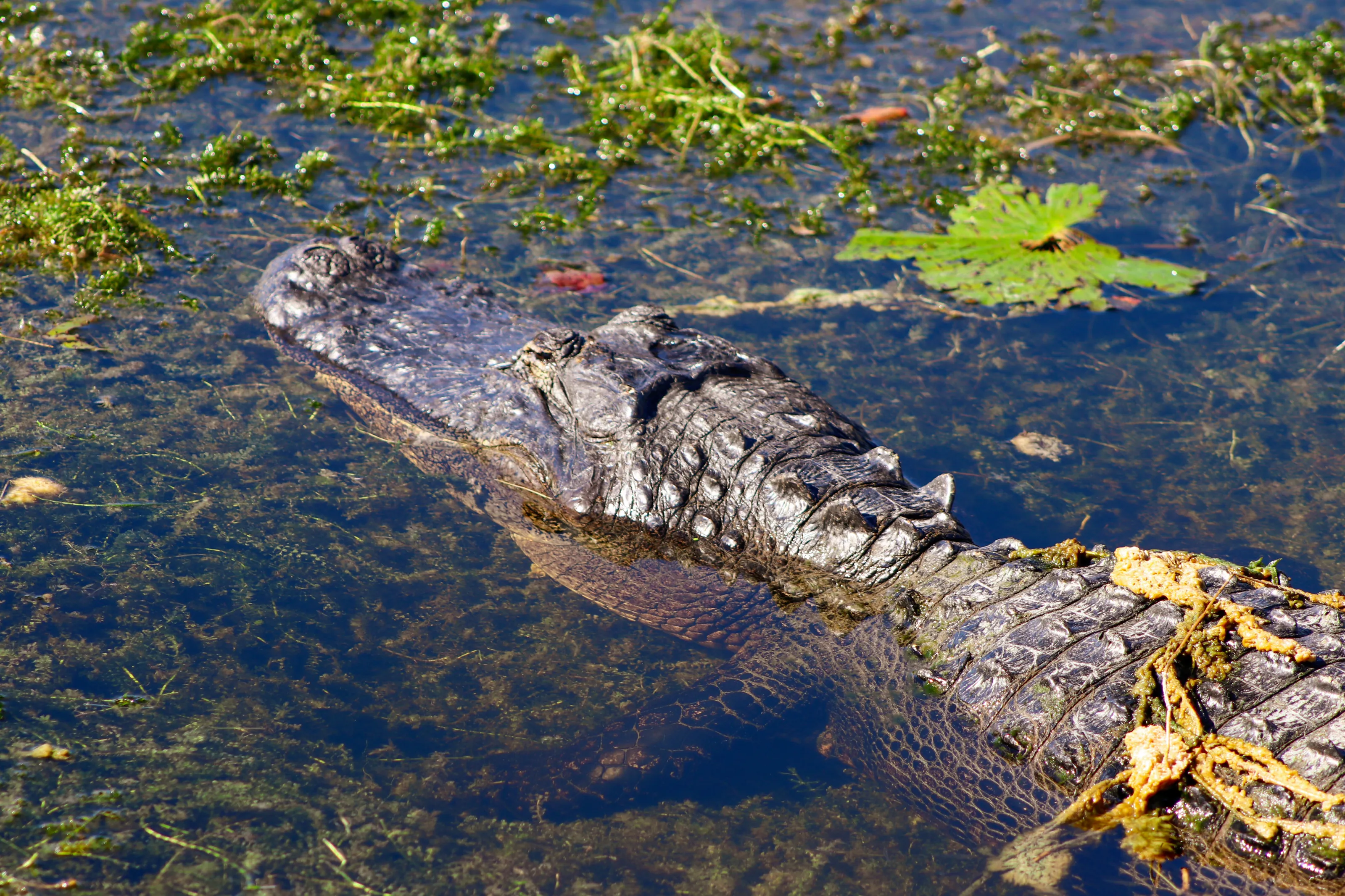 Alligators in the Wild