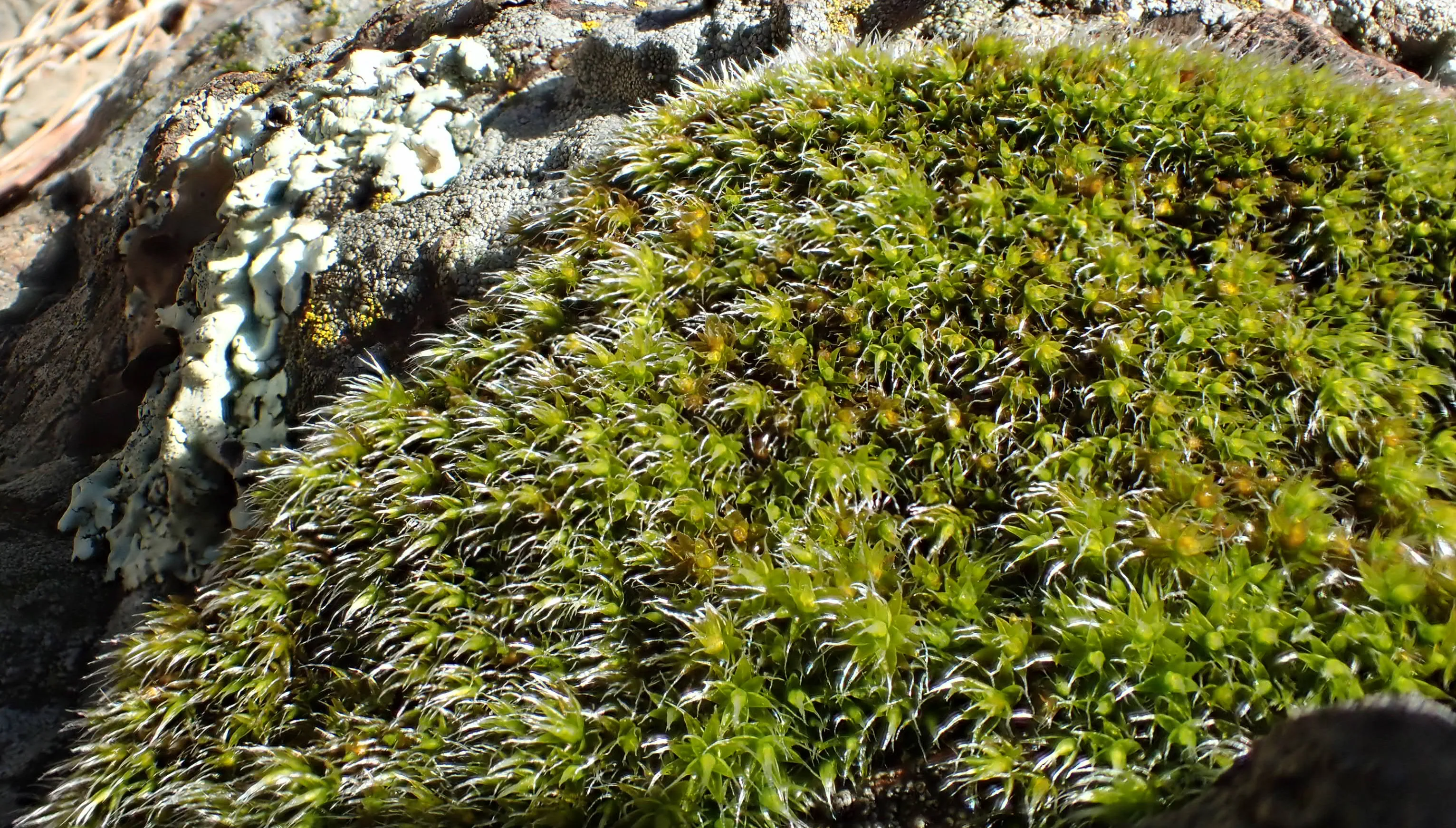 Mosses