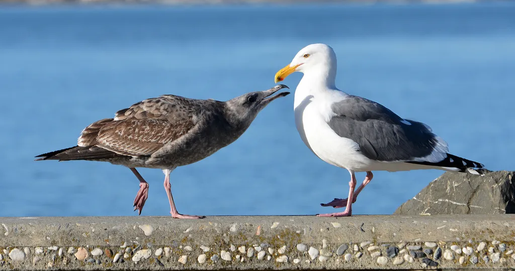 Gulls, Terns and Relatives