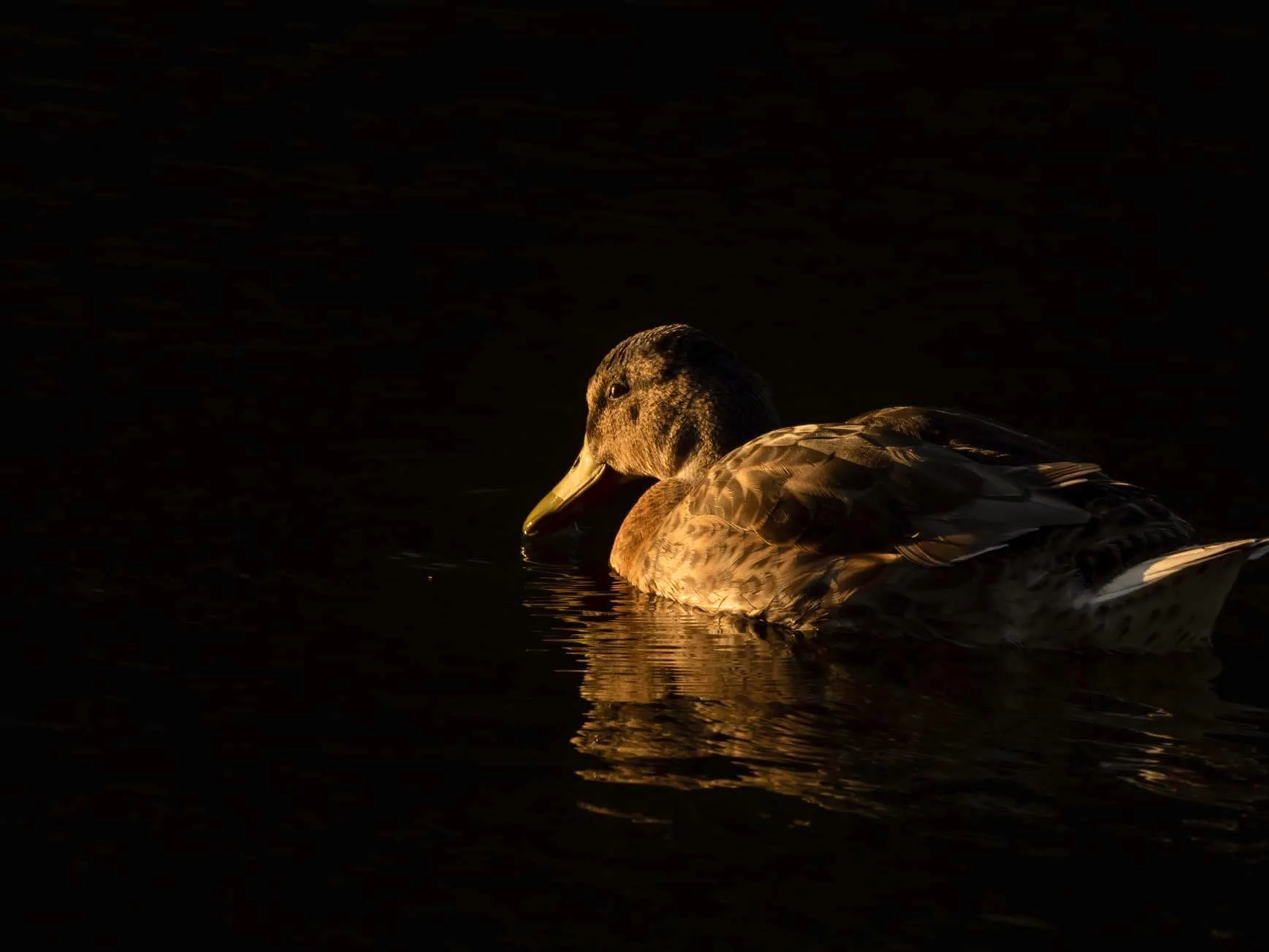 Animals in Golden Hour Light