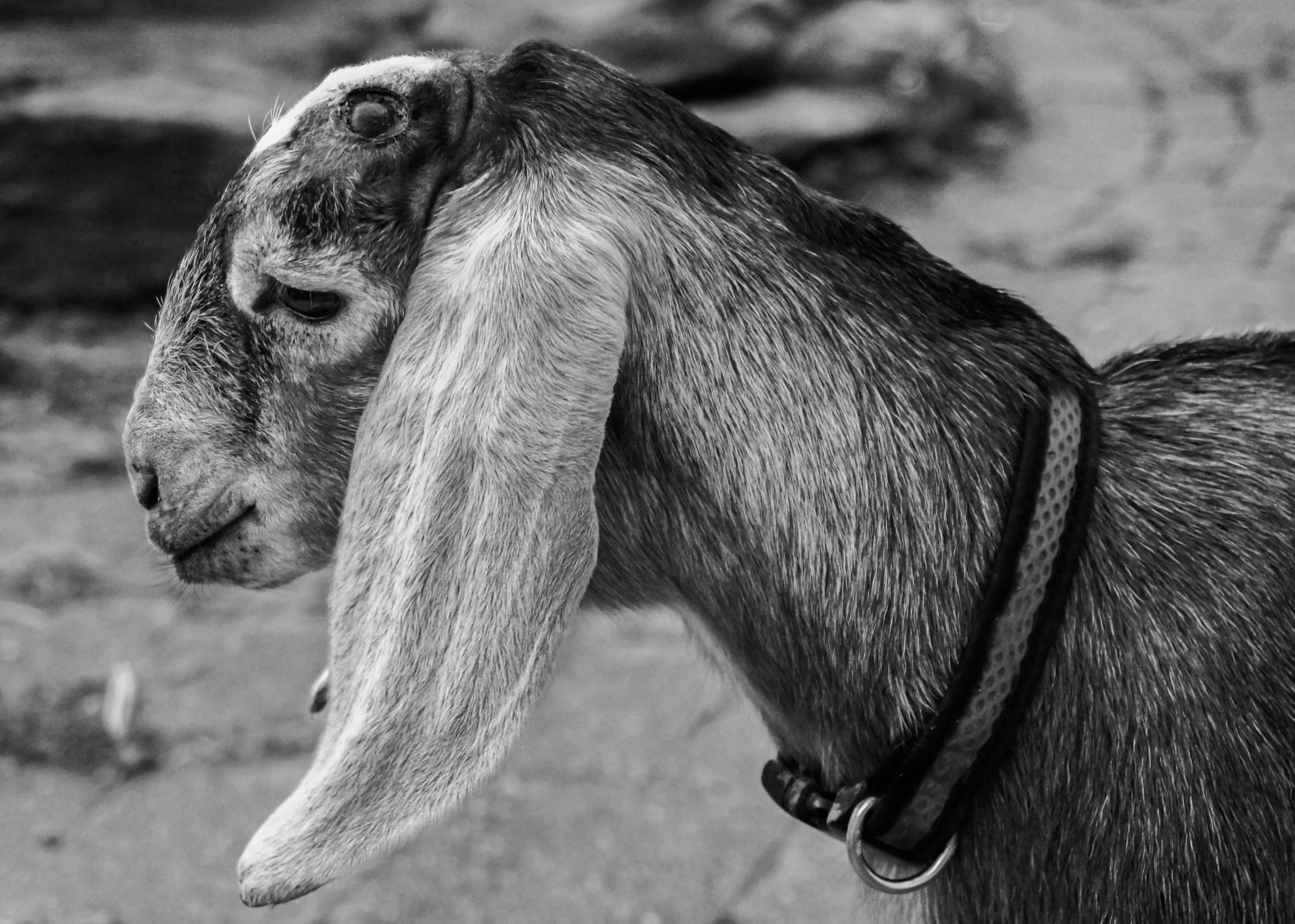 Animals in Back and White