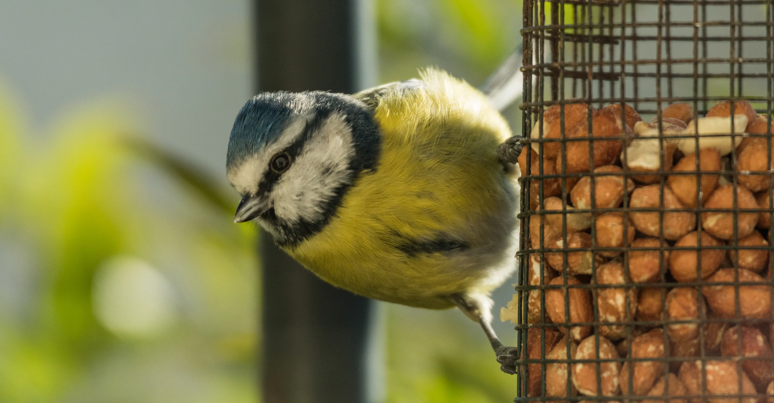 Garden Birds (no robins or people)