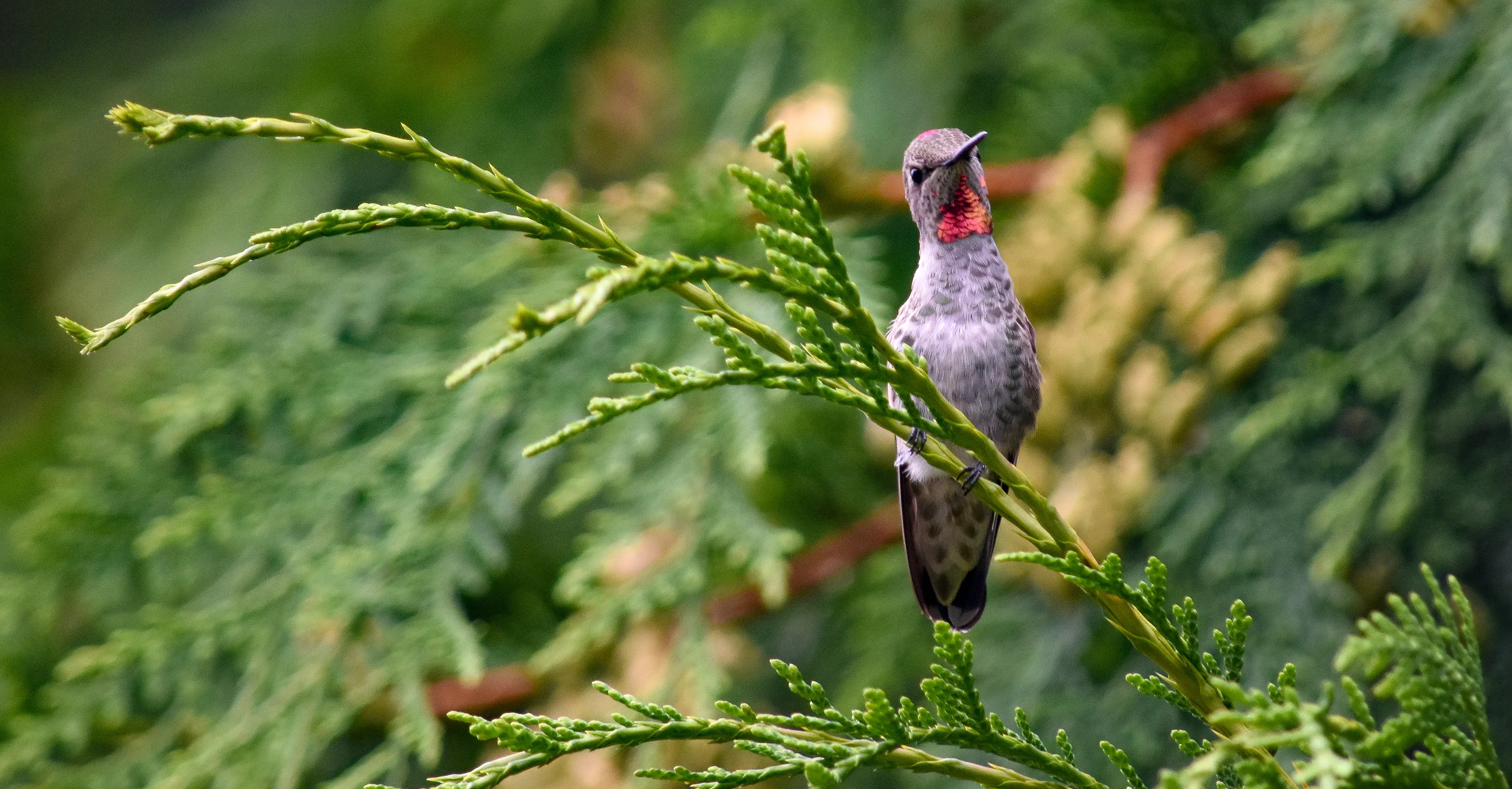 Hummingbirds