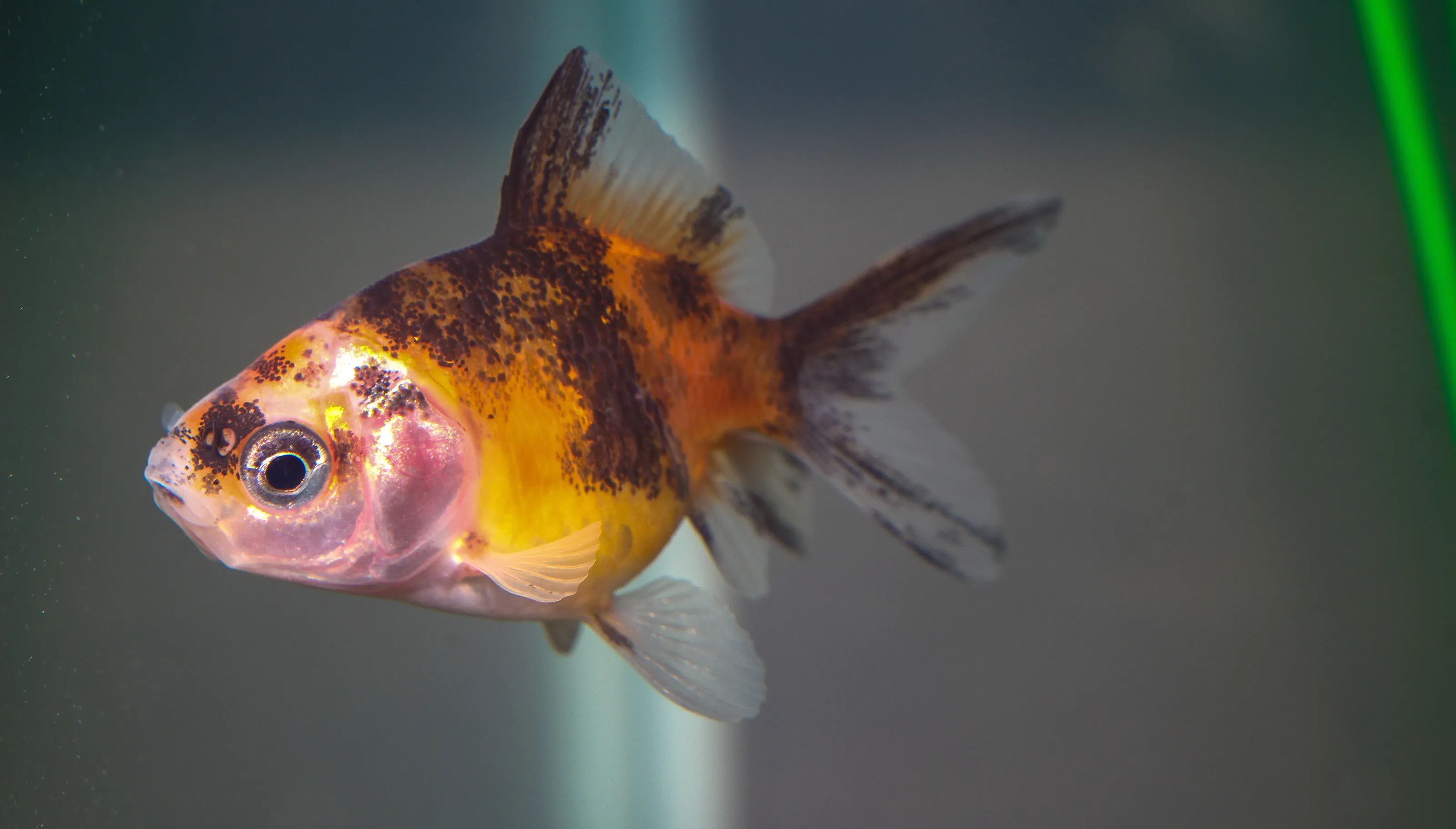Goldfish in Colour