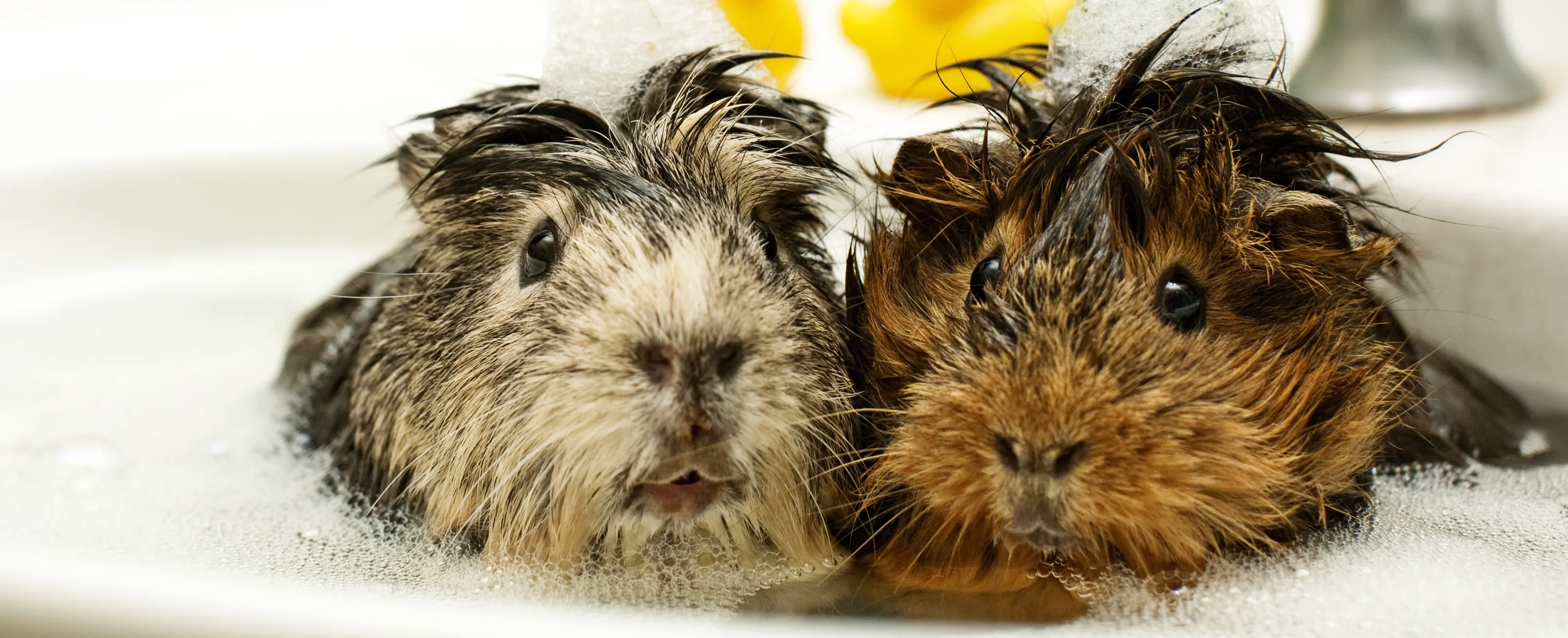 Our furry friends