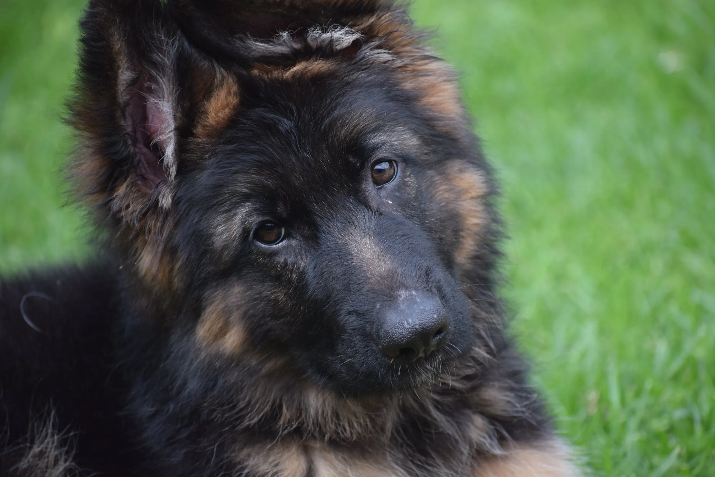 Puppies in Colour