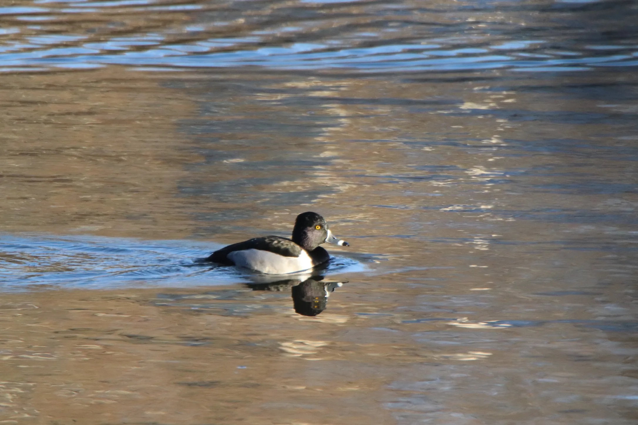 North American Waterfowl (in colour)