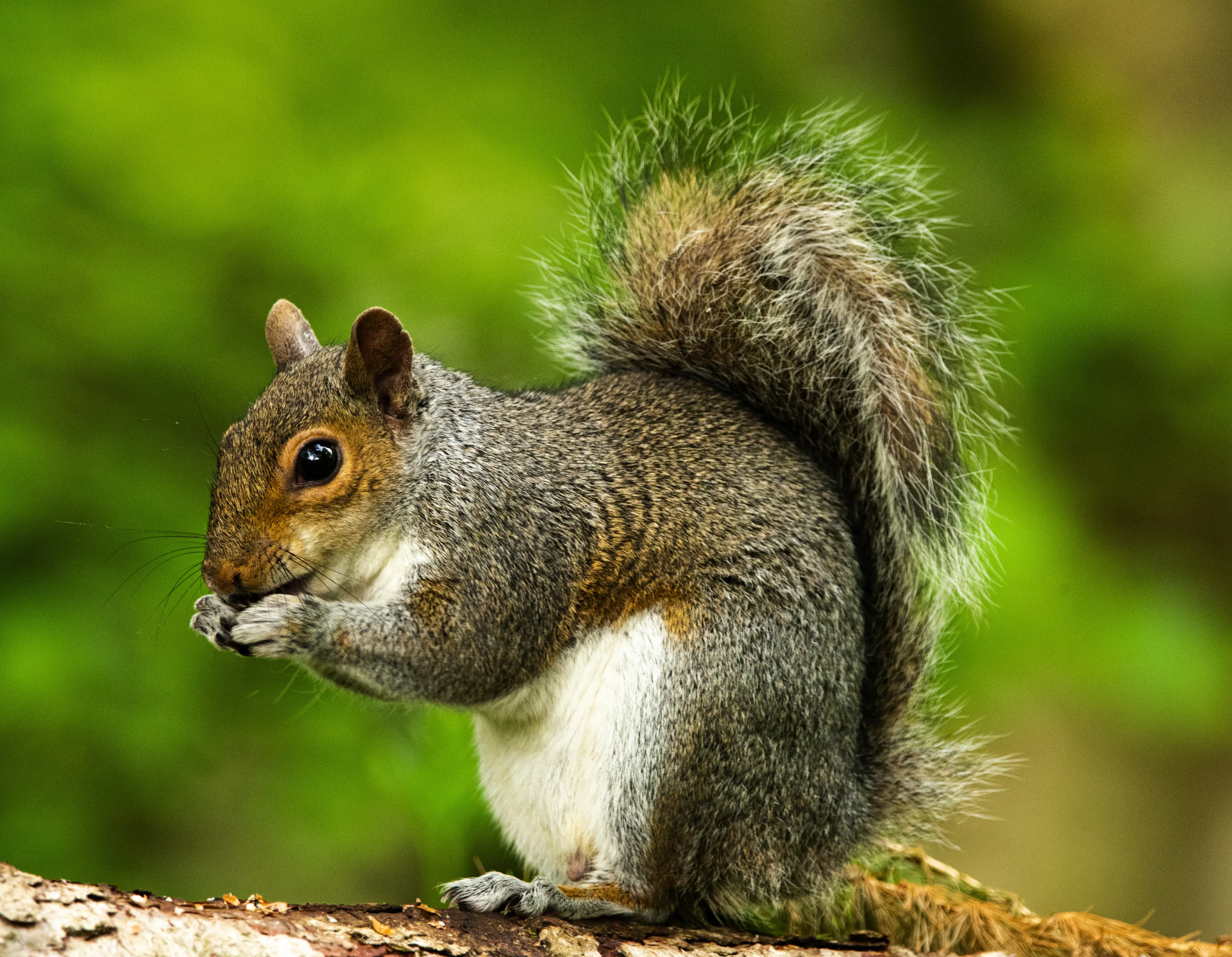 Squirrels (in colour)