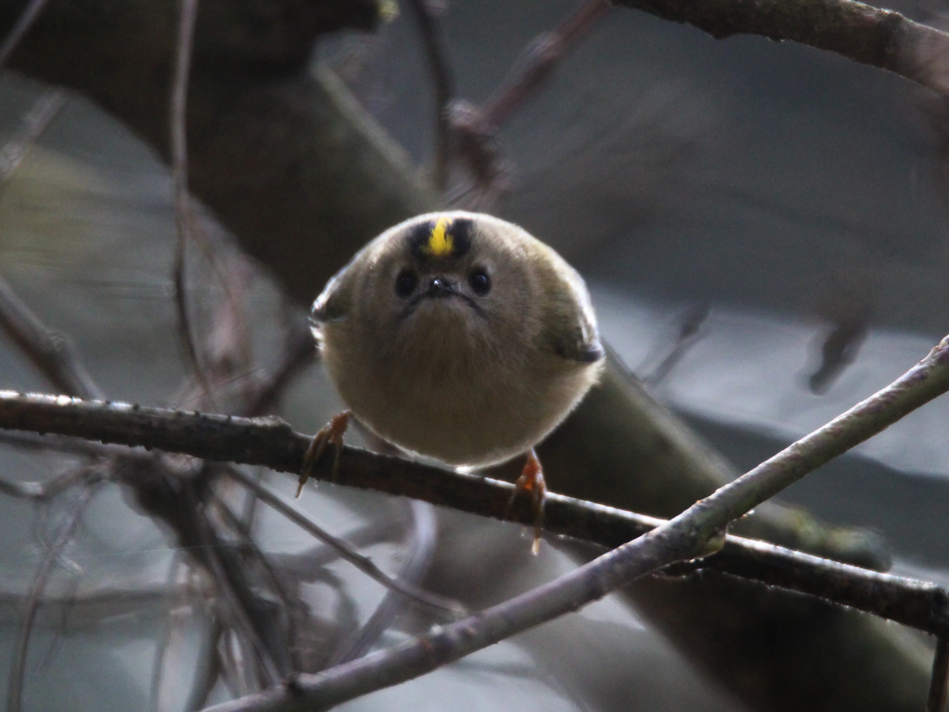Angry-Looking Birds