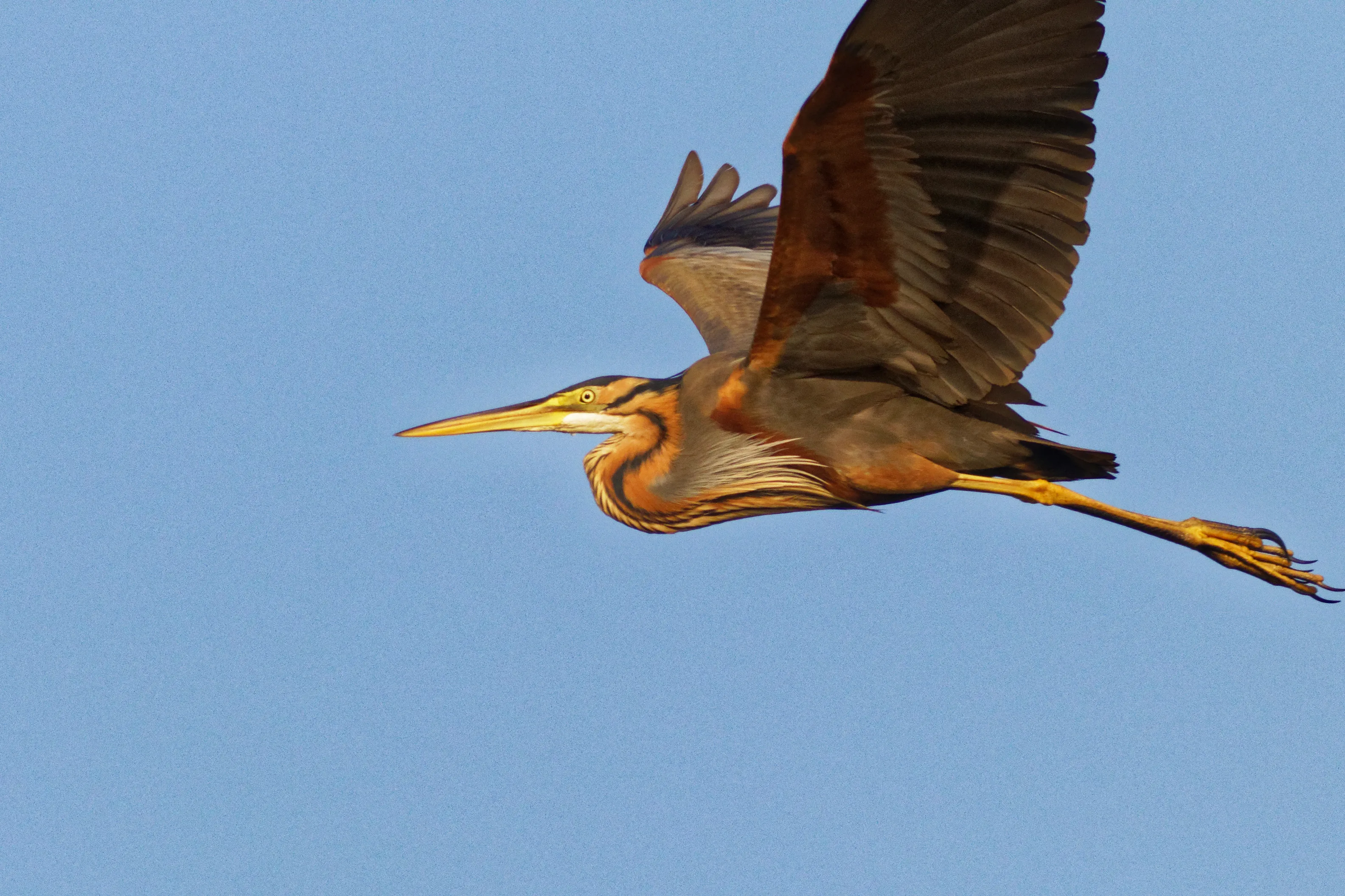 Herons in Flight (in colour)