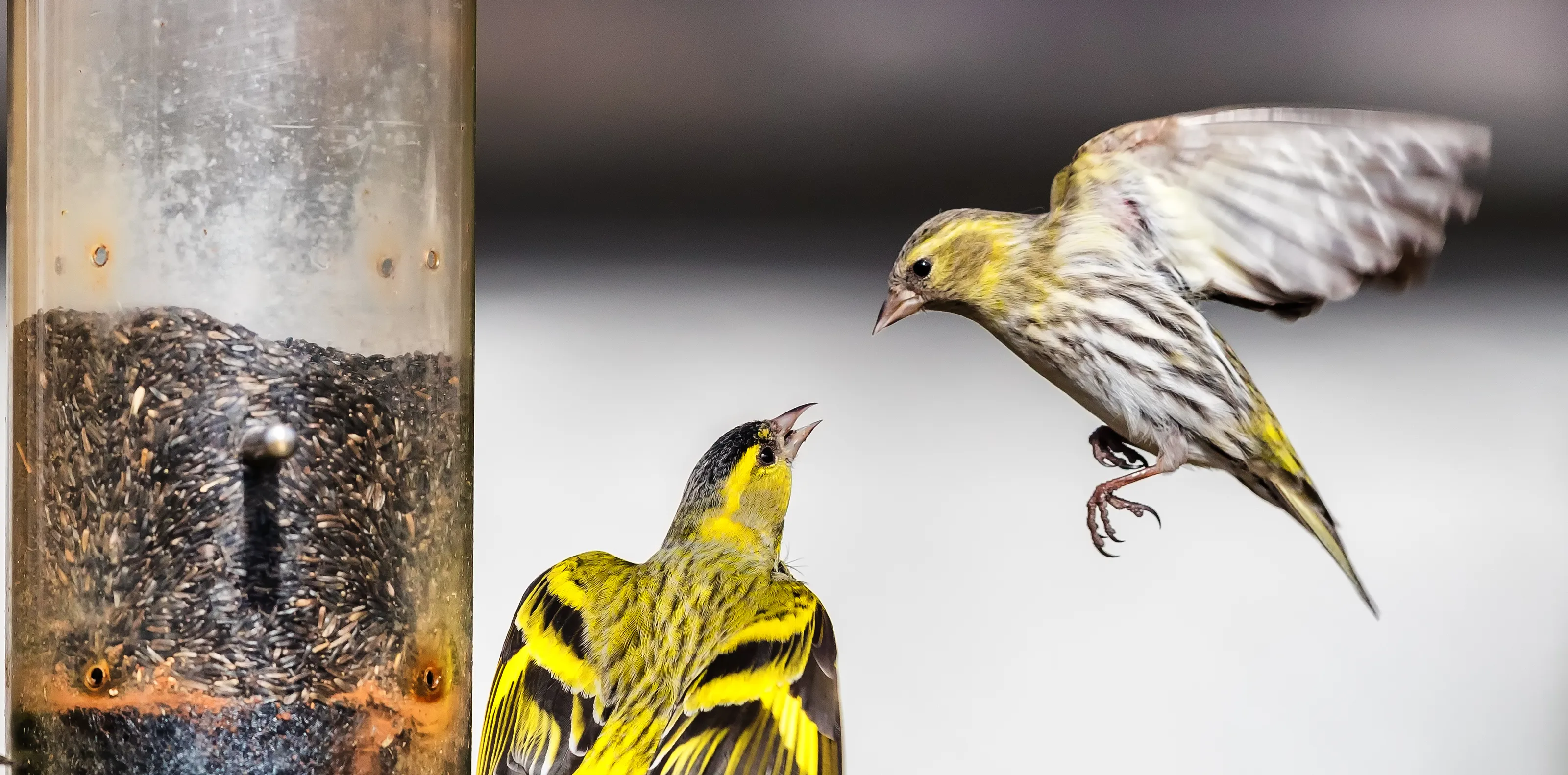 Garden birds