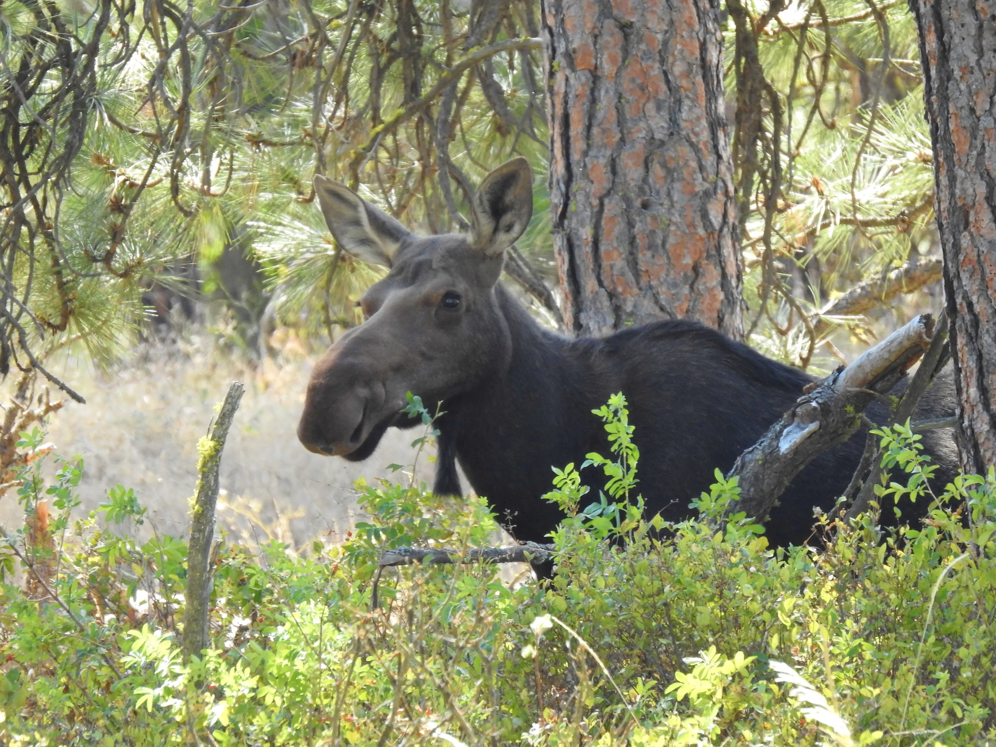 Moose