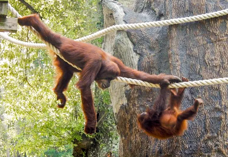 Primates (No People)