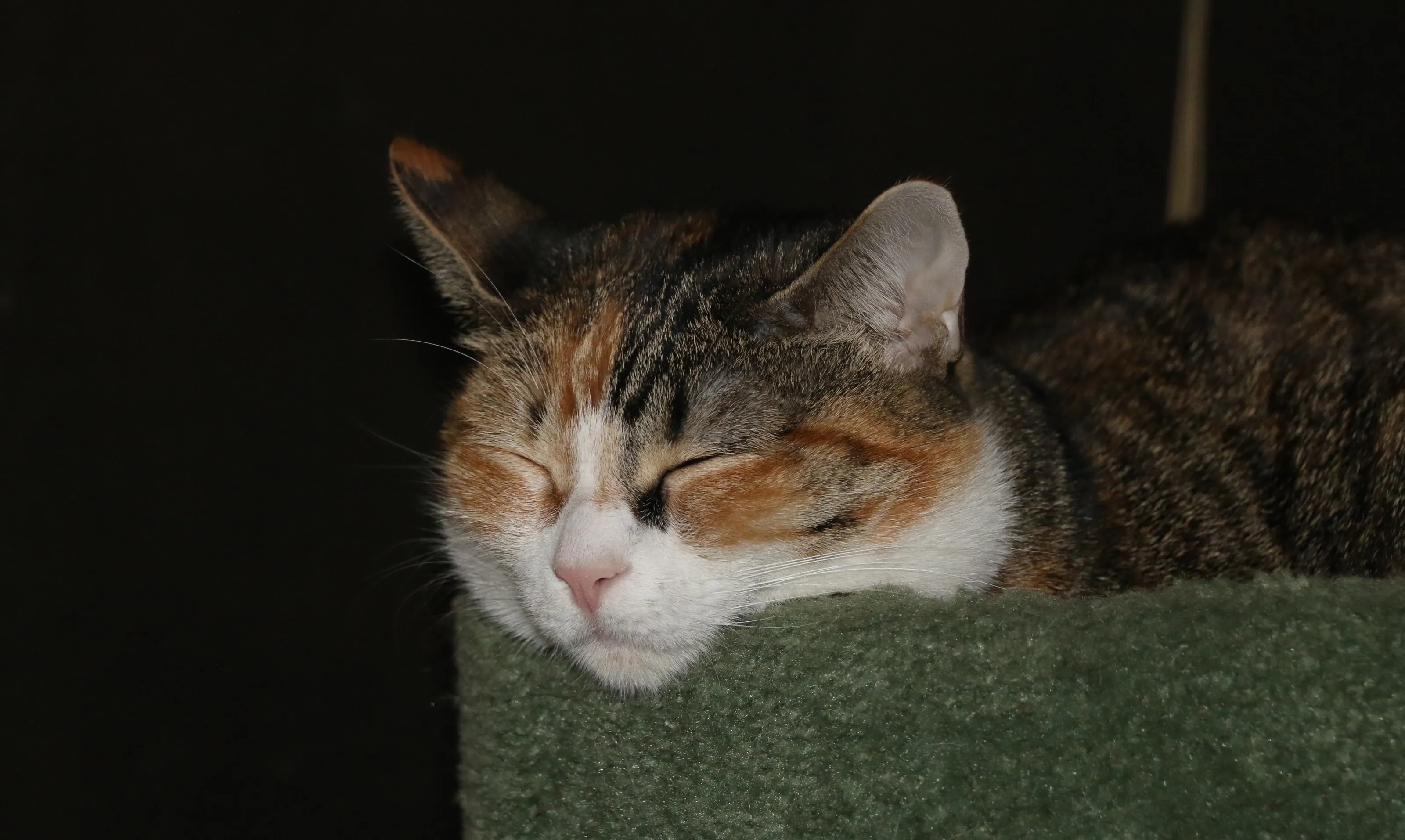 Sleeping Cats and Kittens (no wild cats)