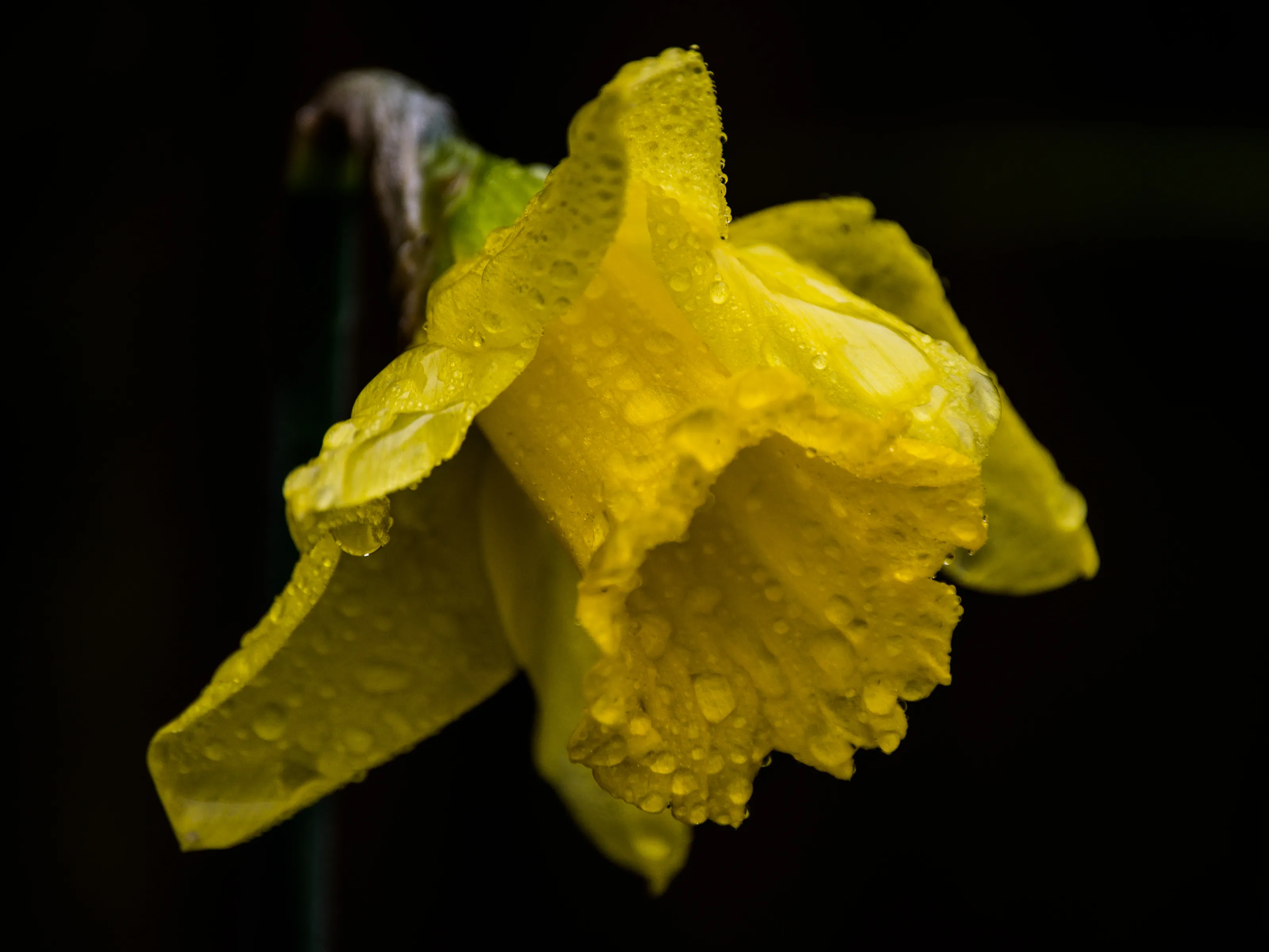Daffodils