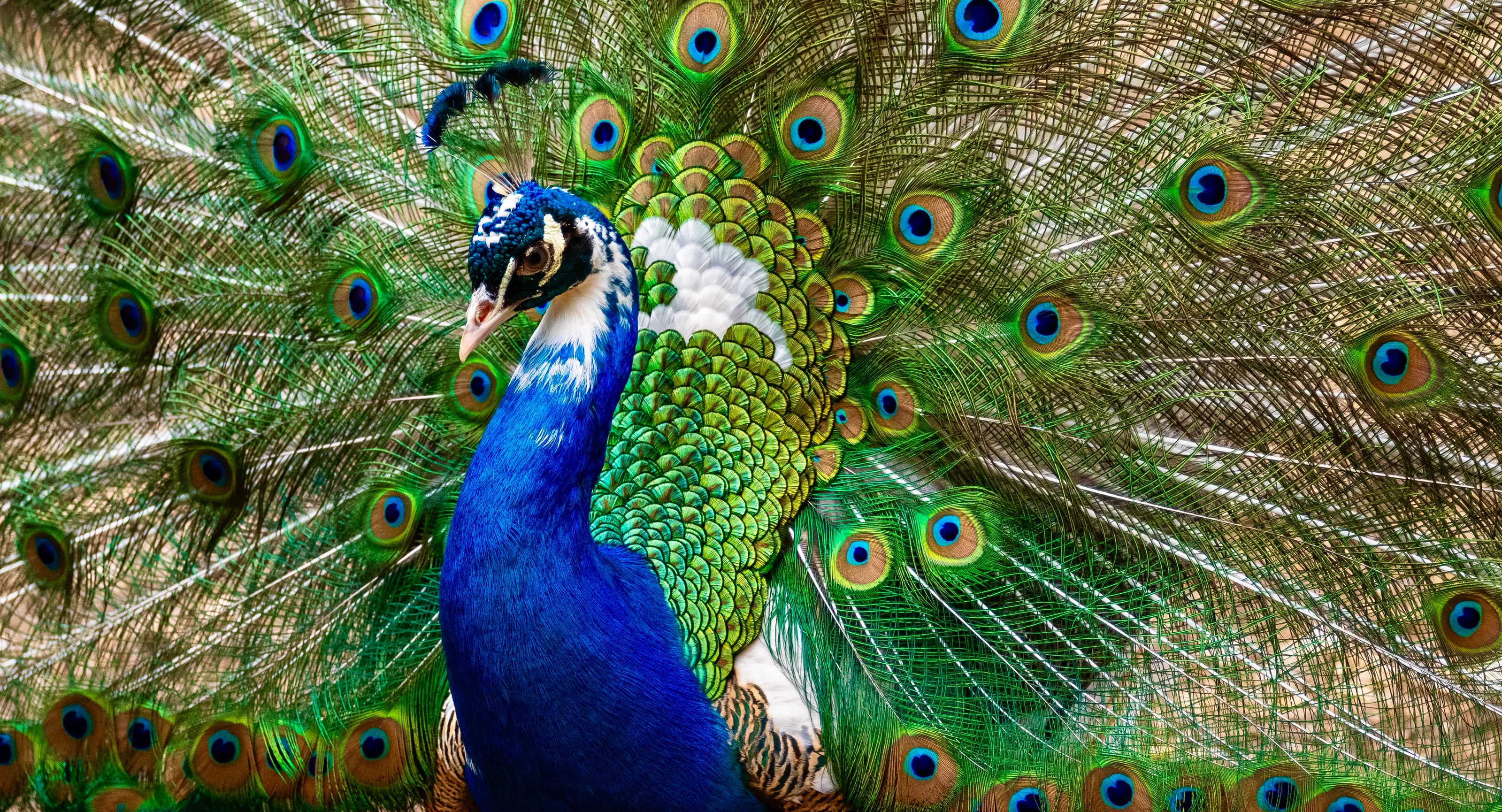 Peacocks in Colour