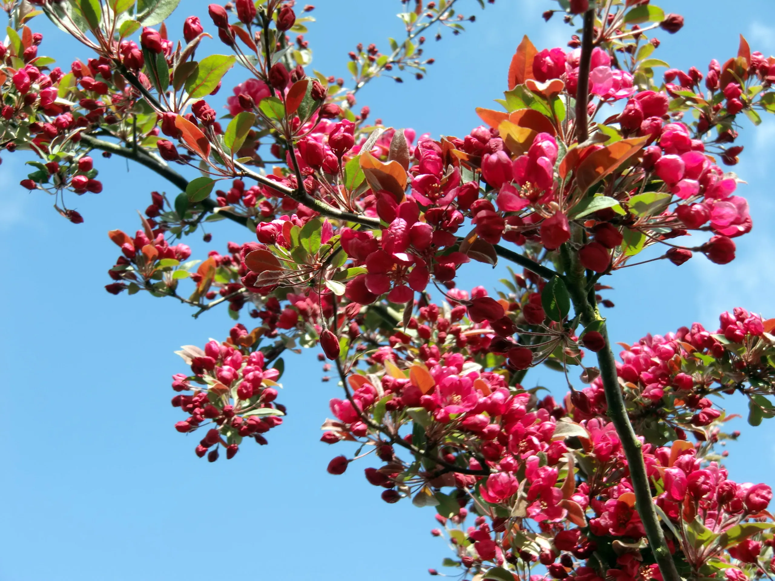 Branches Against the Sky