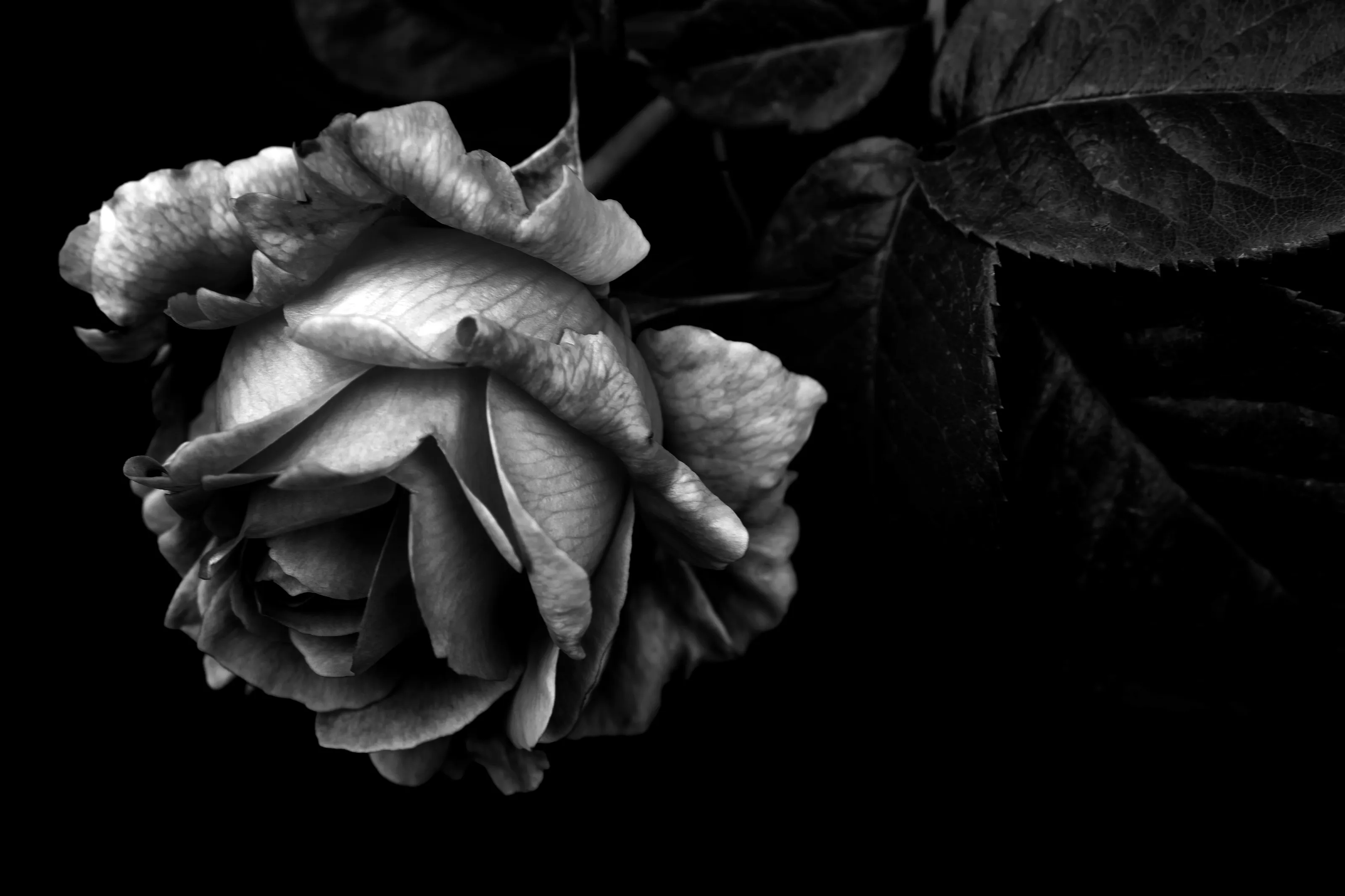 A Single Flower in Black and White