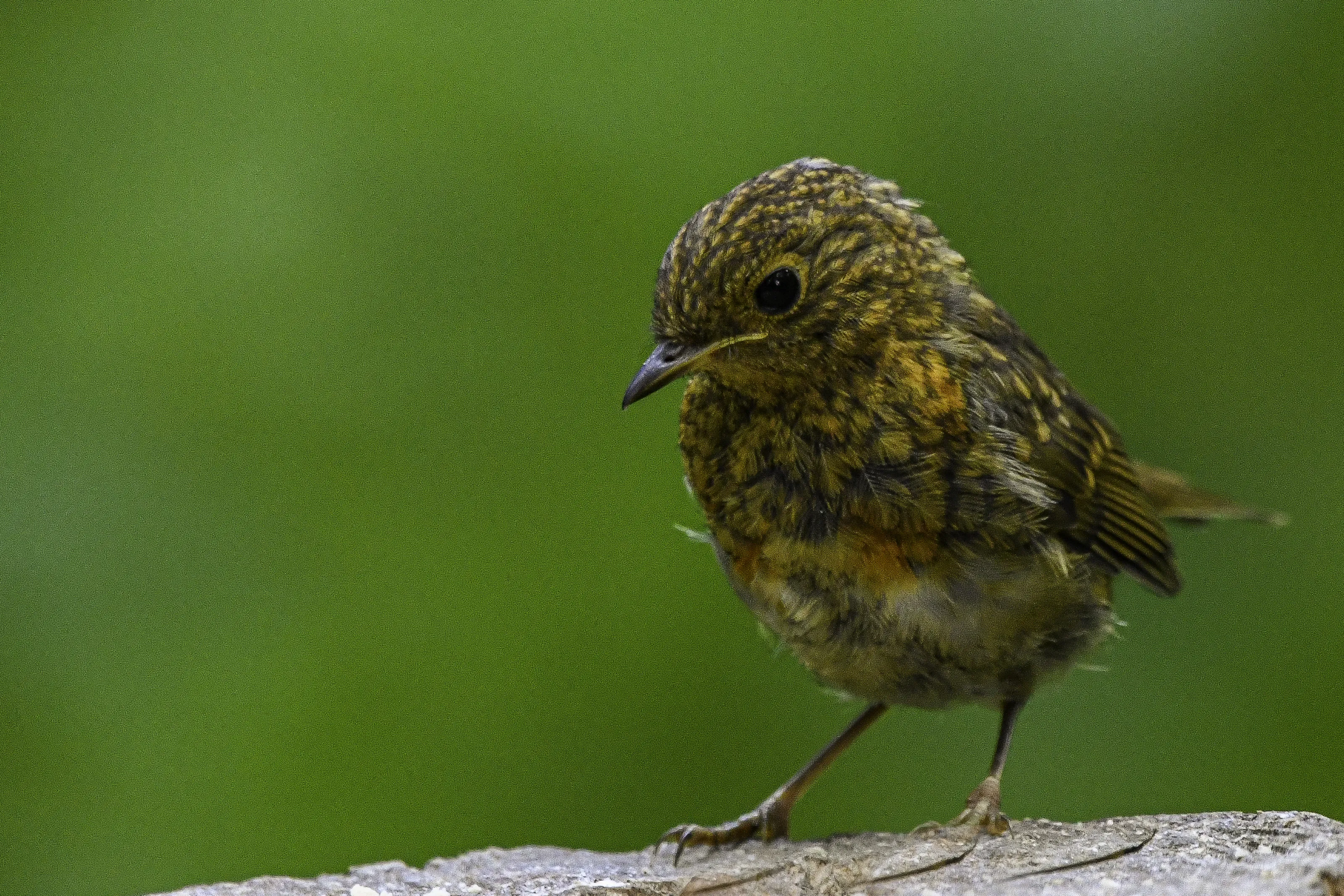 Small Garden Birds