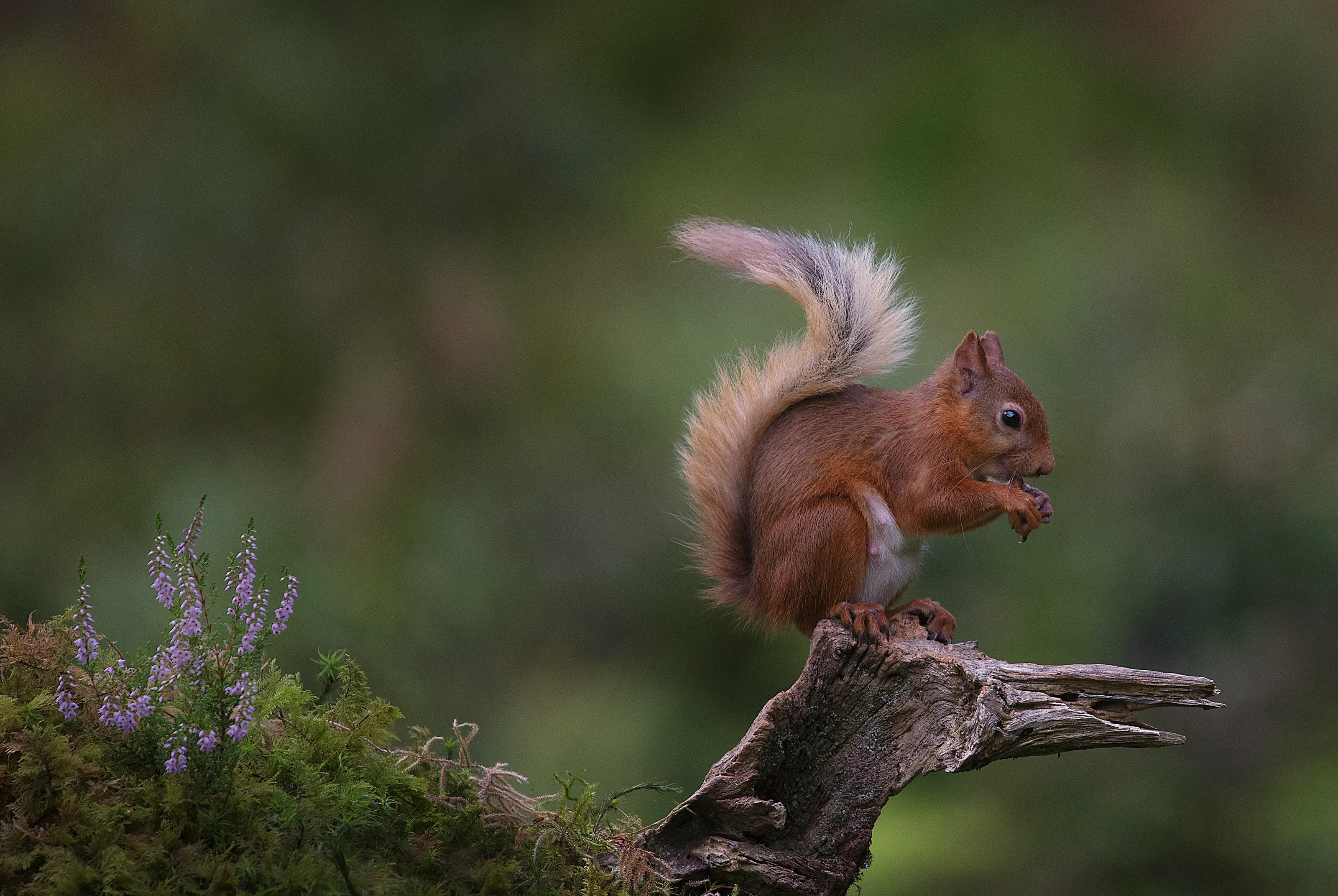 Wildlife