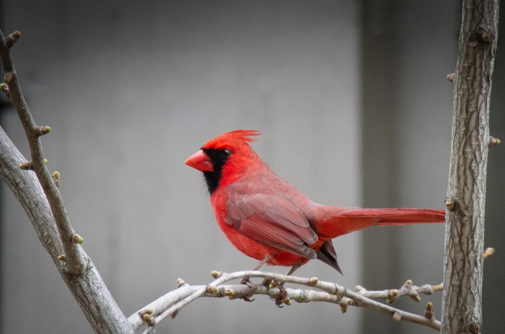 Red Birds (in colour)