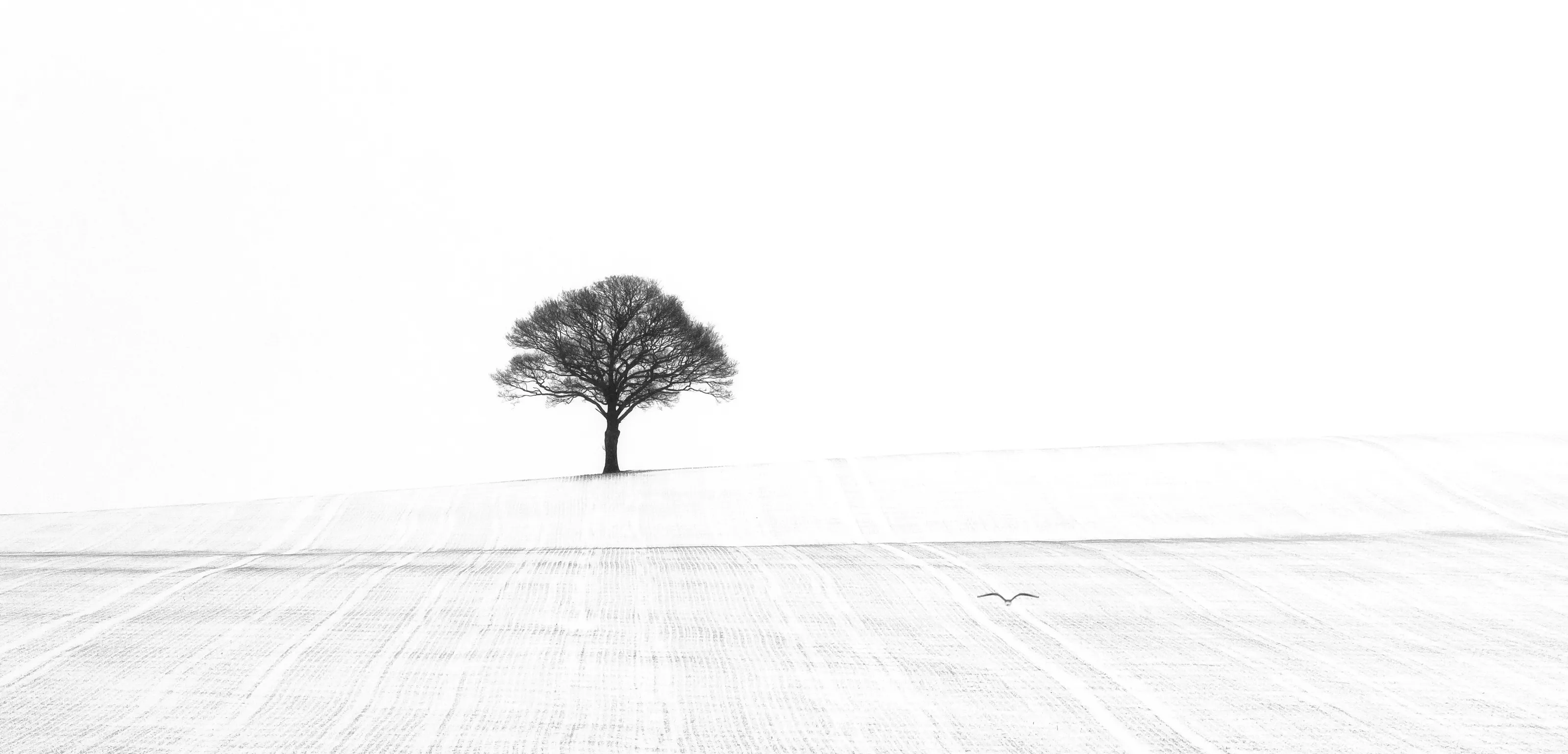 Minimalist landscapes