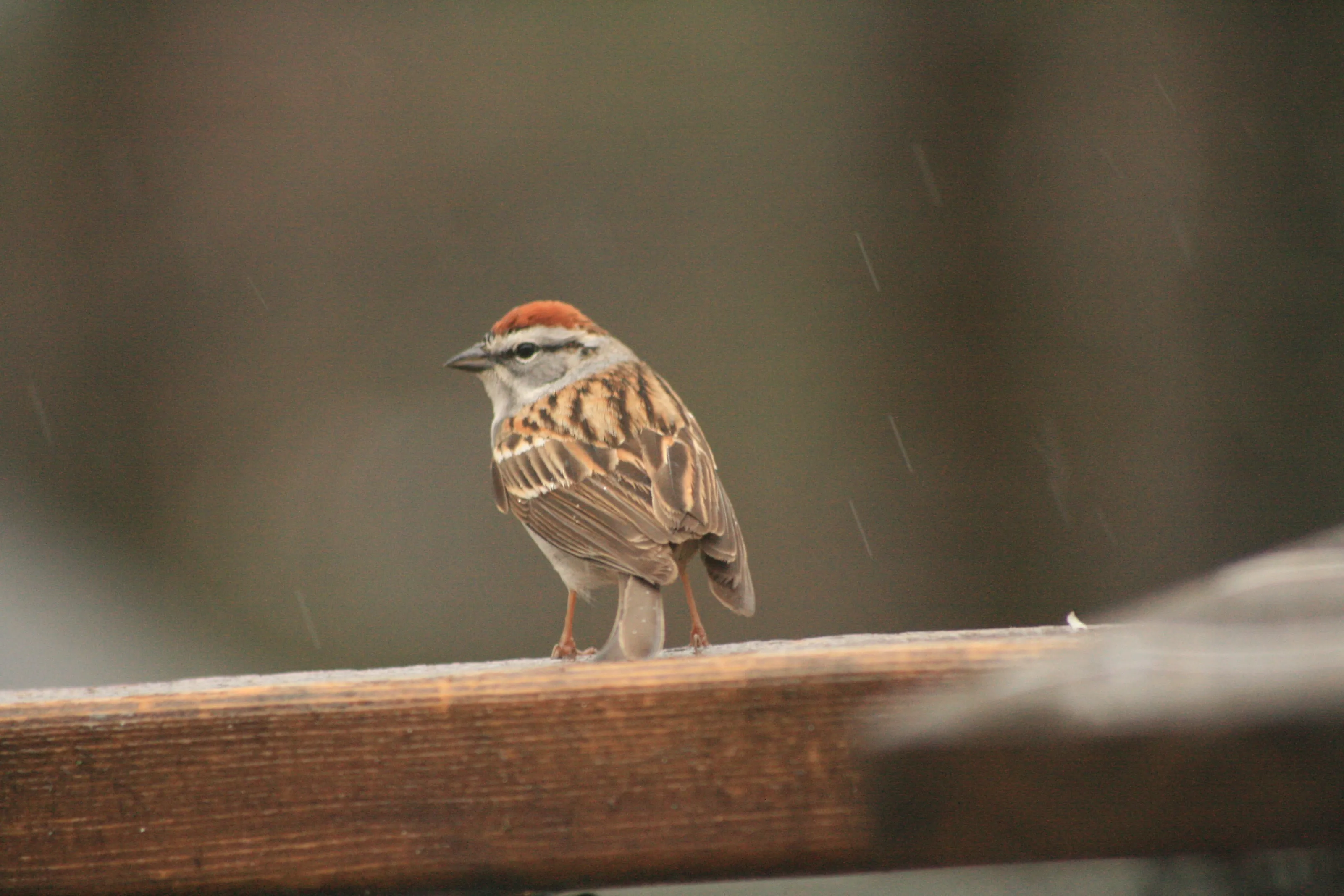 Only Sparrows