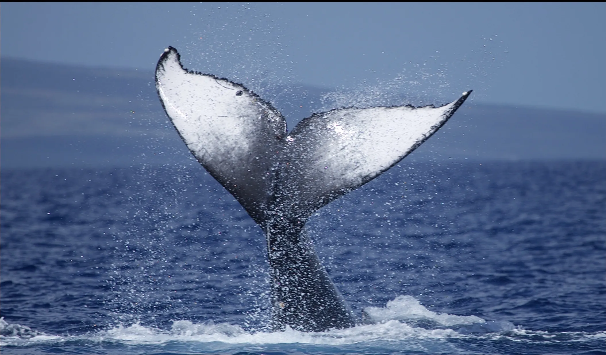Tails of Water Mammals