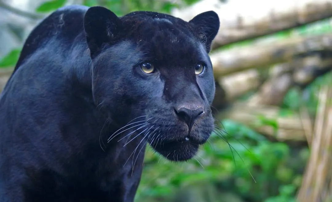 Black Panthers (in colour)