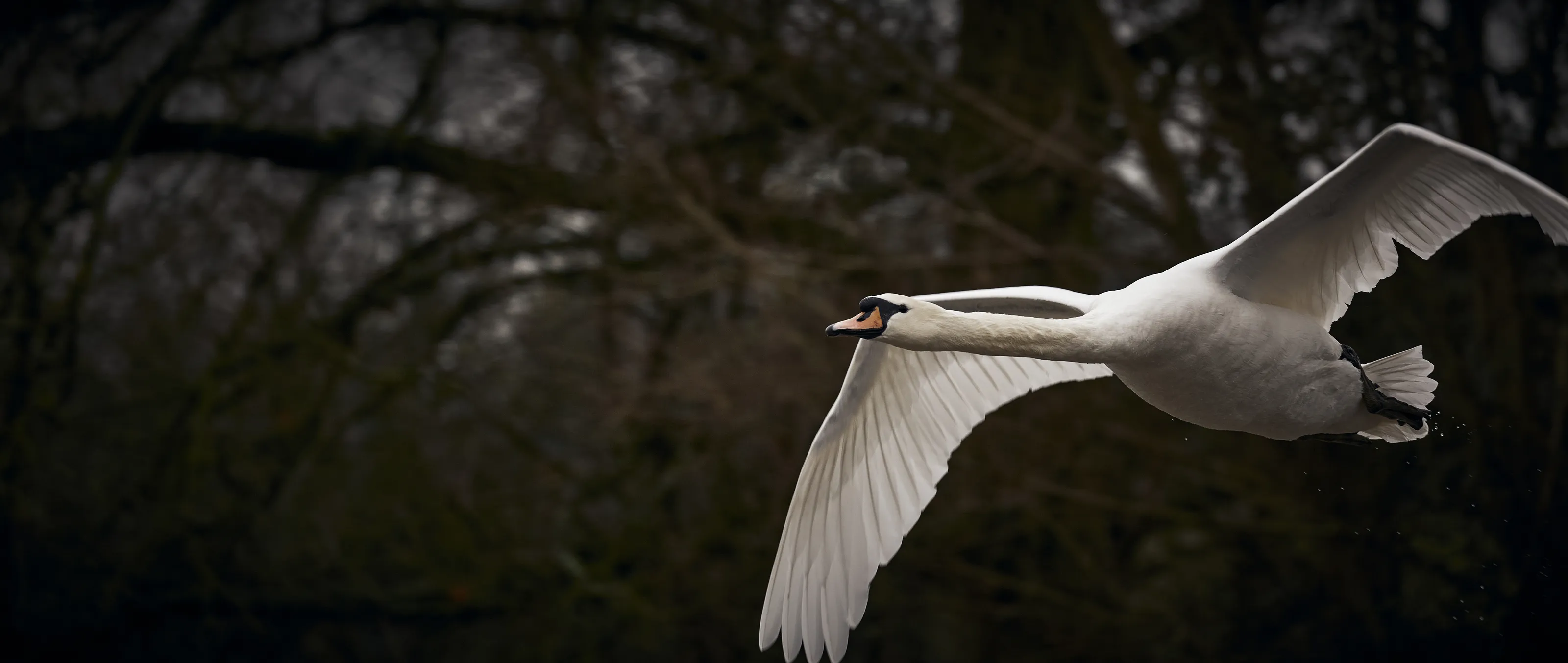 Just Swans