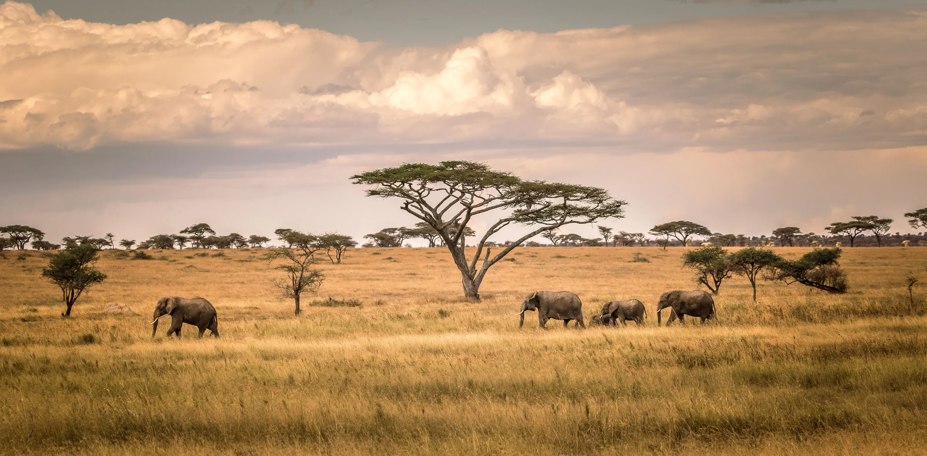 African Elephants in the Wild