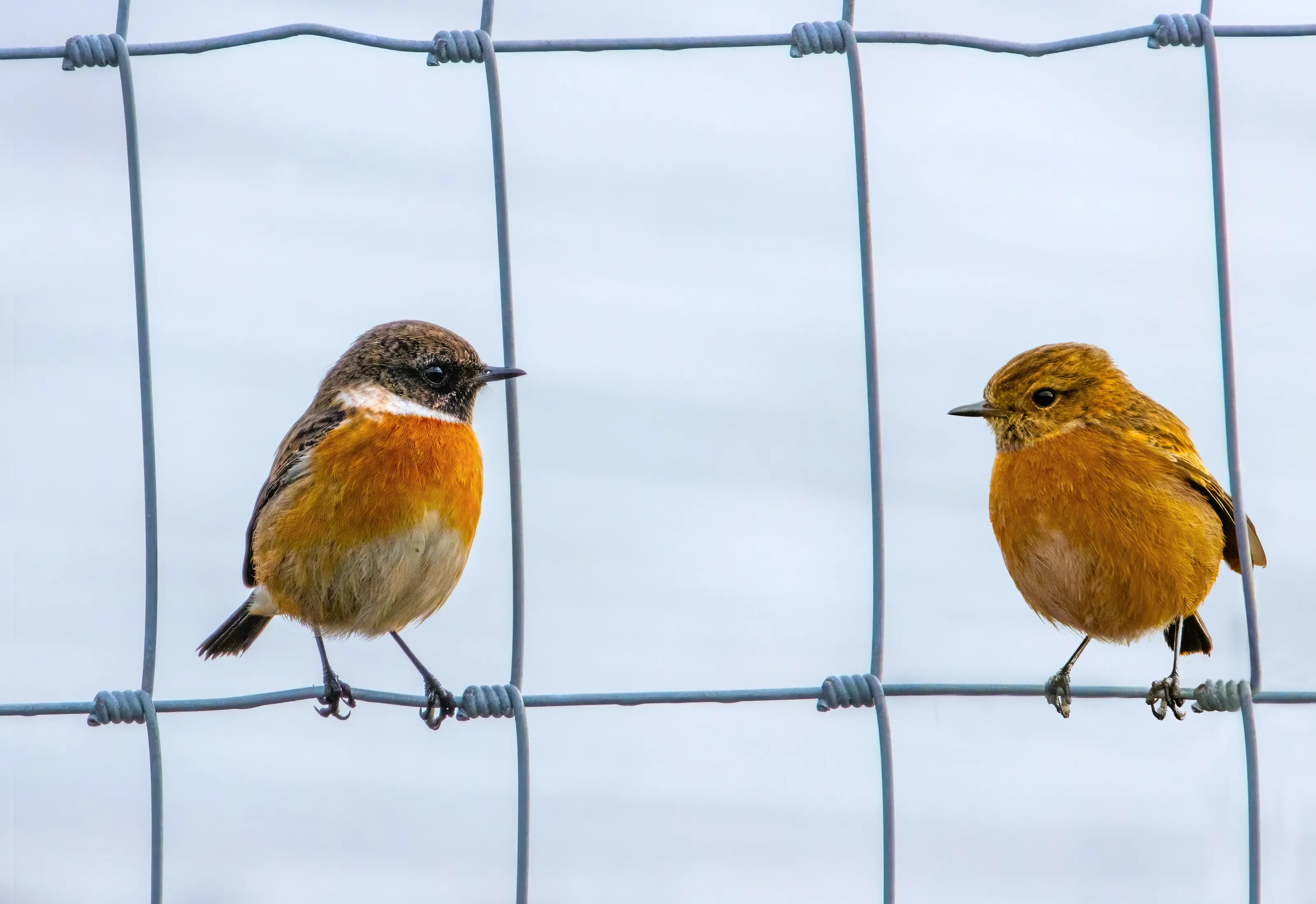 Pair of Birds (male and female pair)