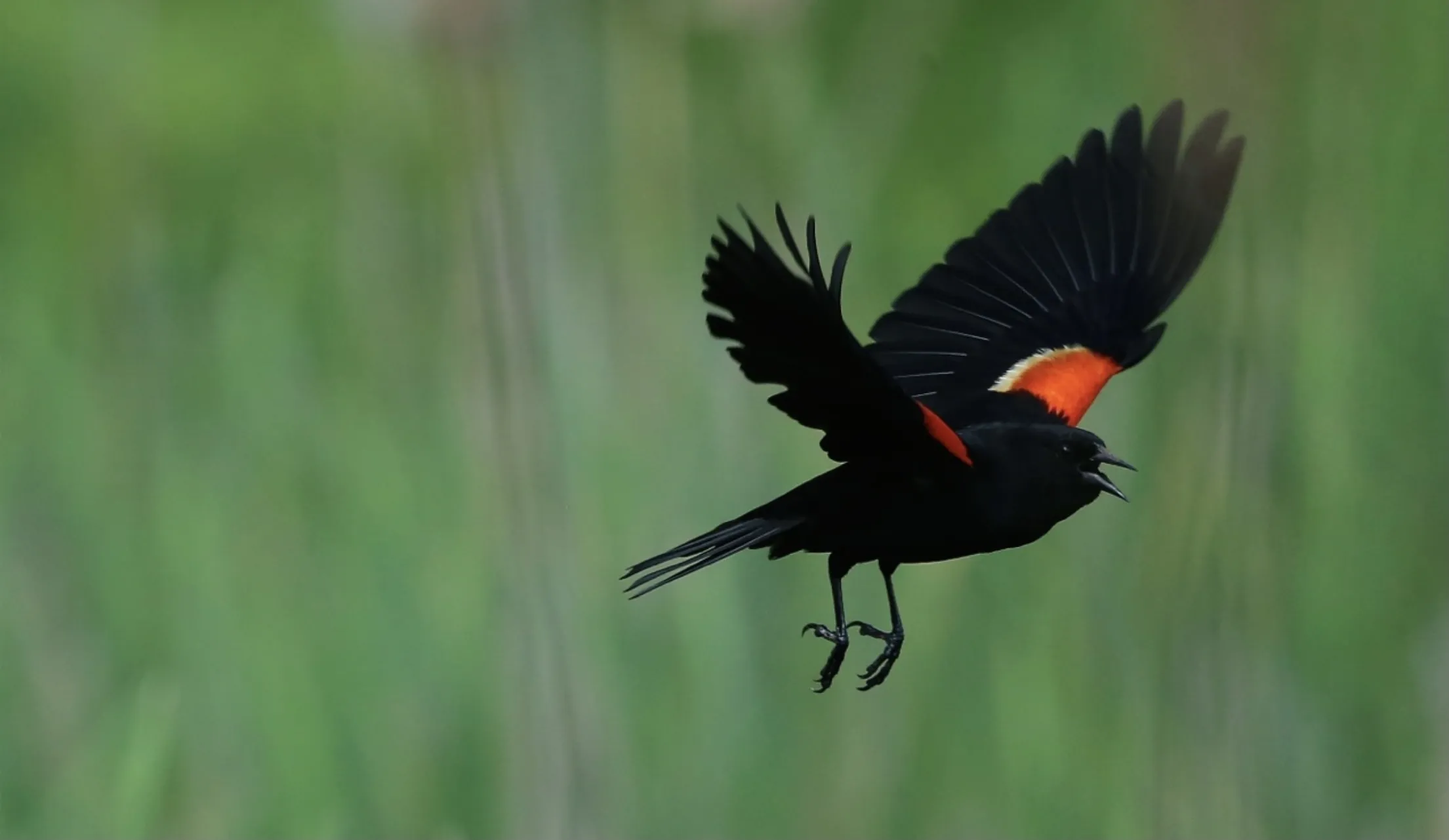 Red-Winged Blackbirds (in colour)