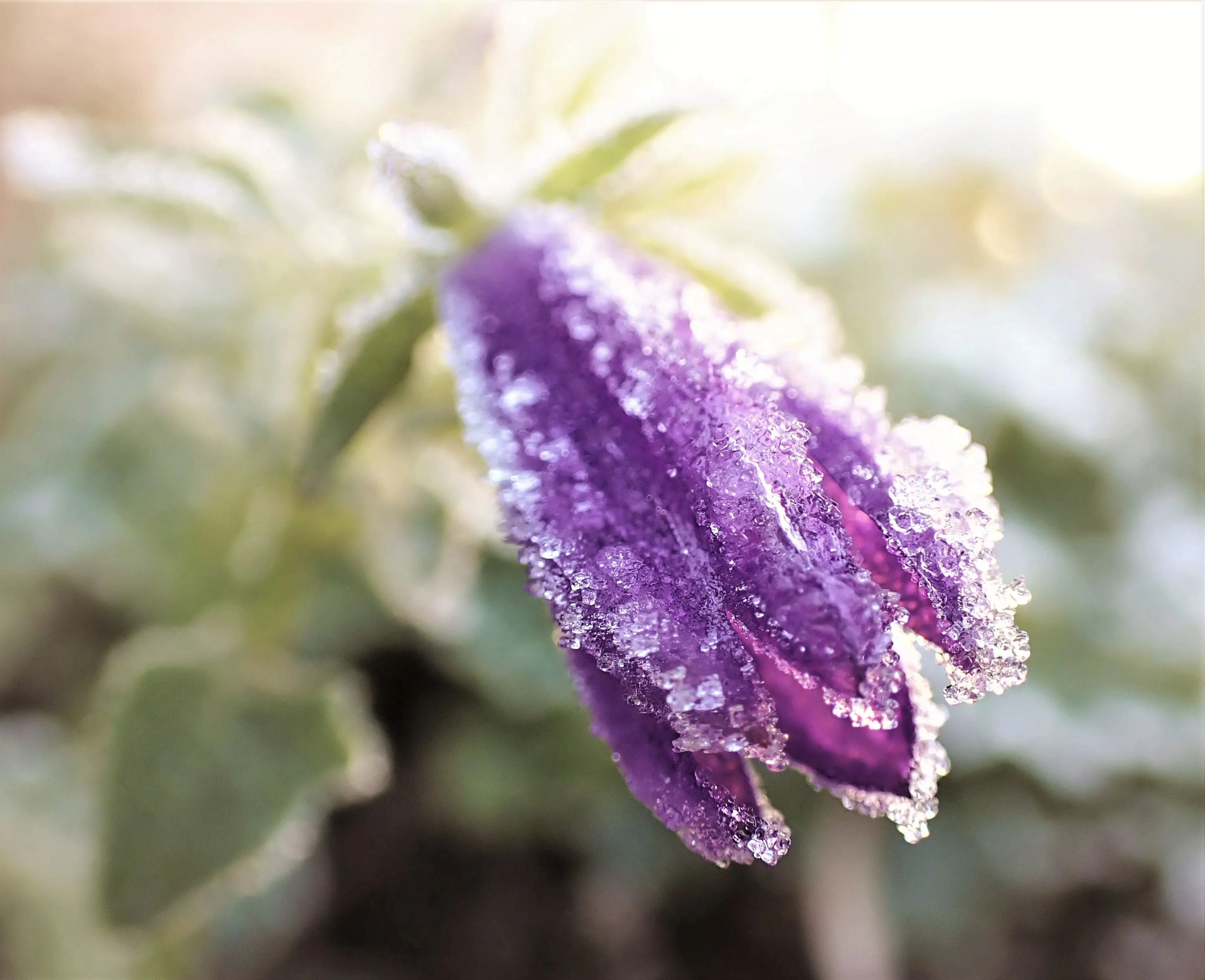 Colourful Winter Flowers