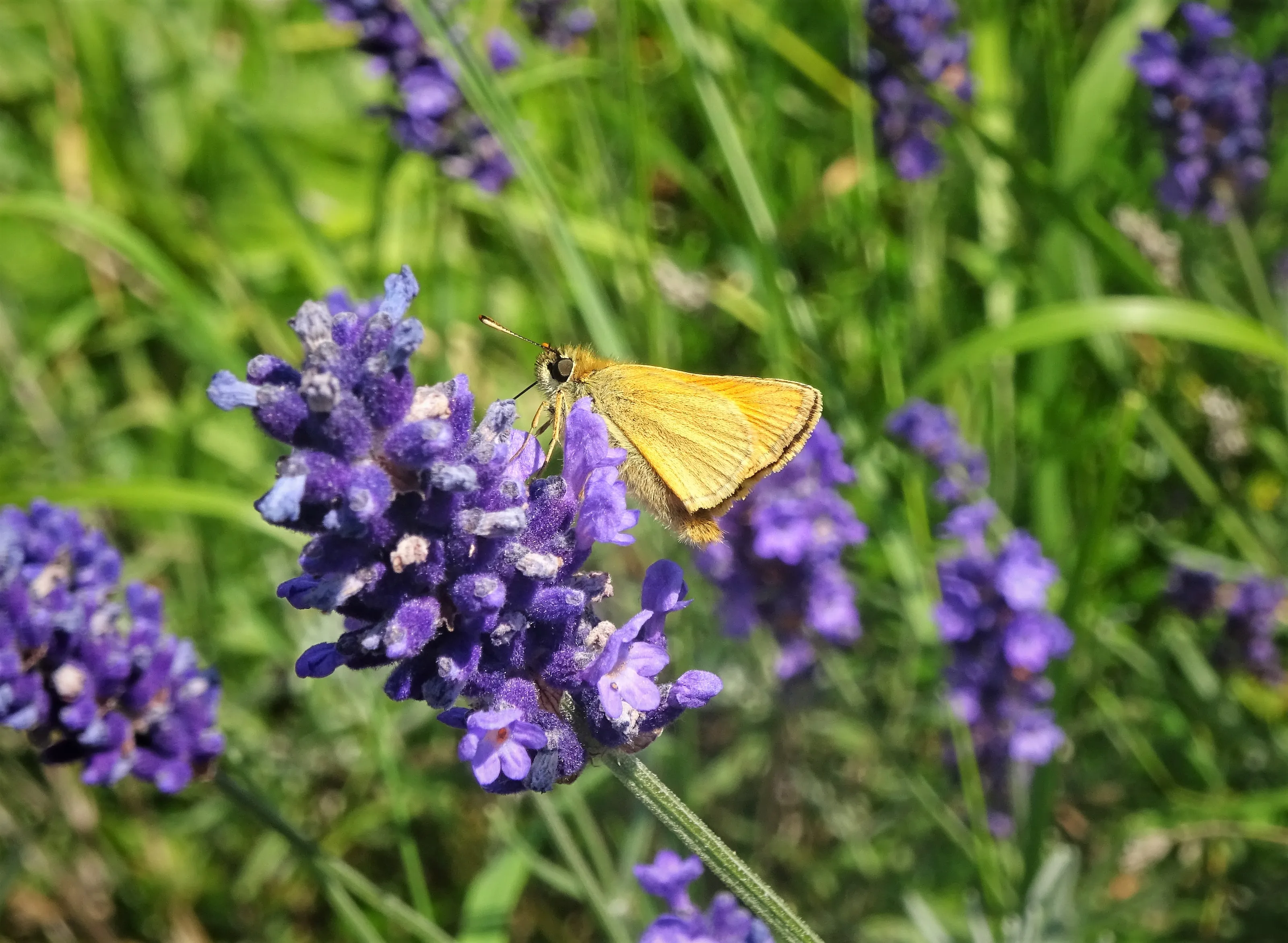 Small but Beautiful Nature