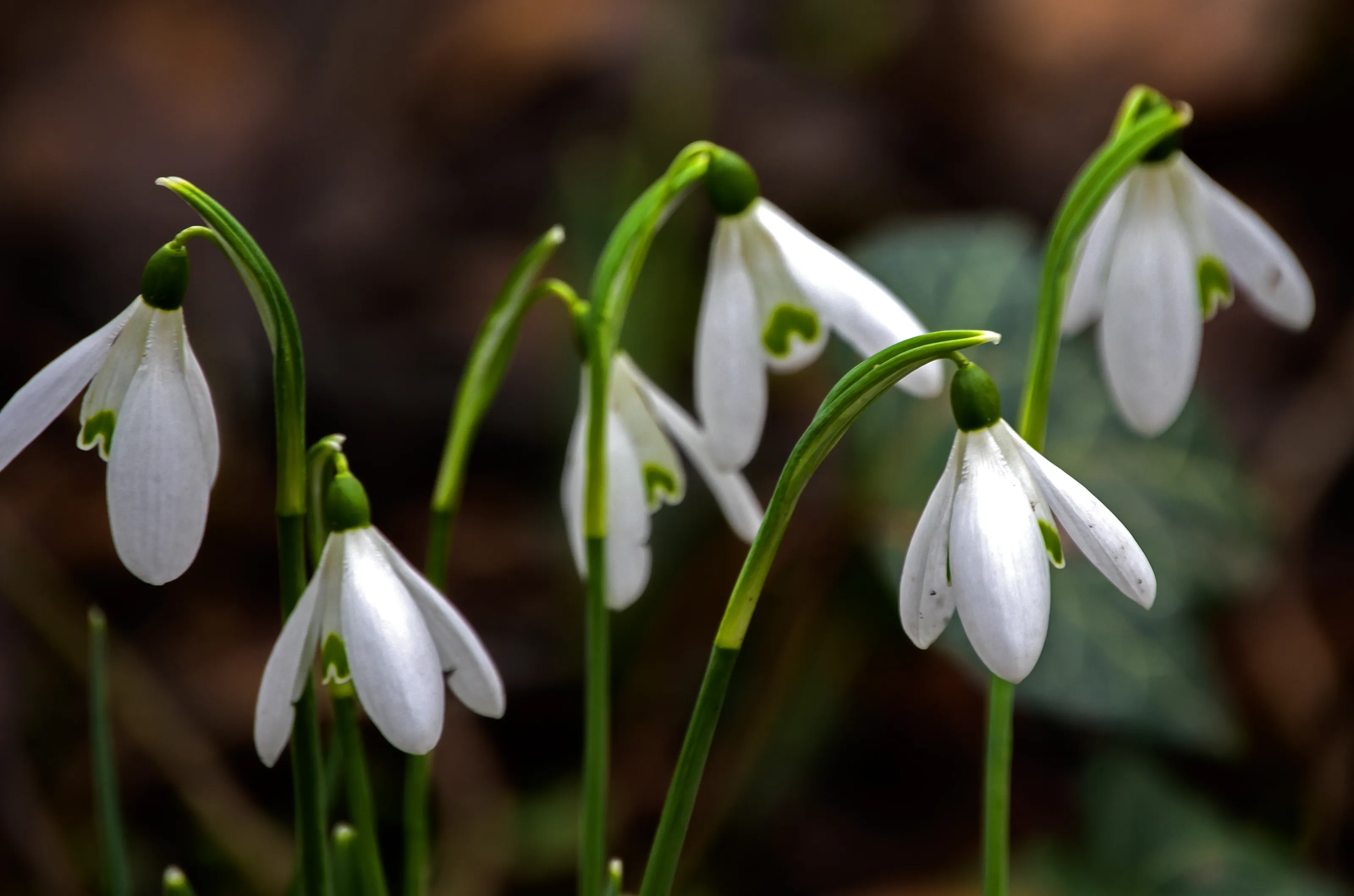 Snowdrops