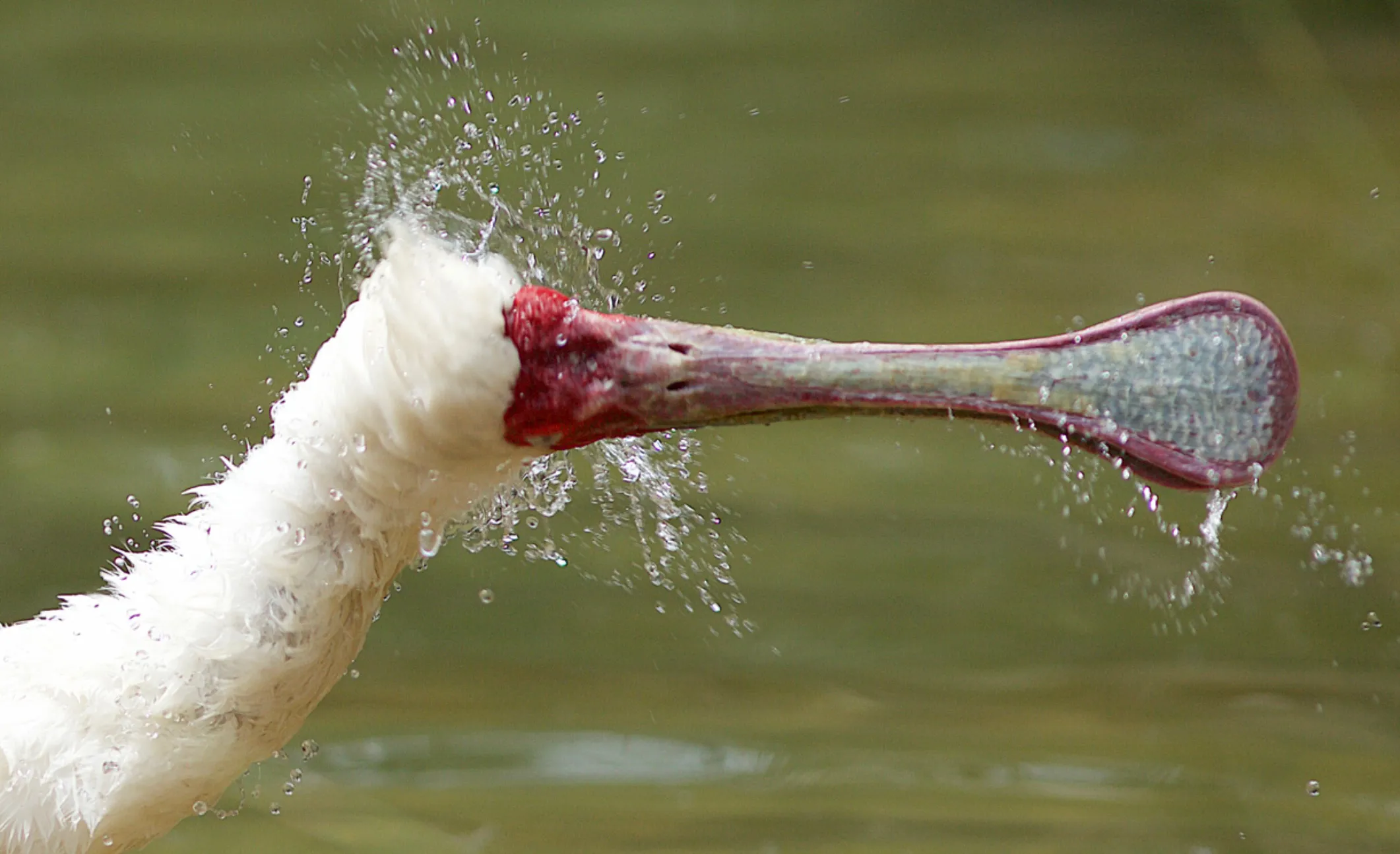 Birds with Big Beaks (no people)
